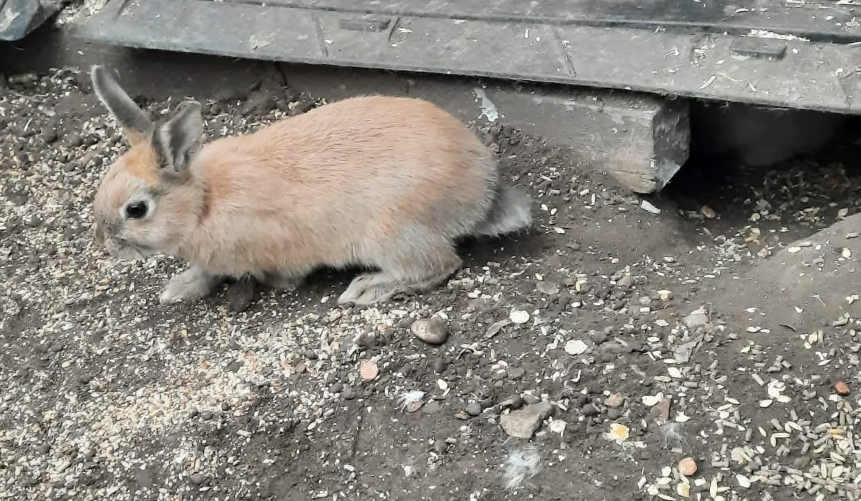 Help Us Rescue over 50 Rabbits in Urgent Need ❤️ campaign photo, 2 of 8