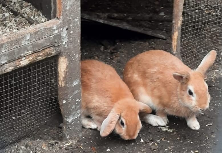 Help Us Rescue over 50 Rabbits in Urgent Need ❤️ campaign photo, 4 of 8