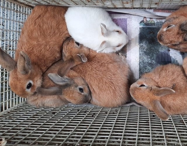 Help Us Rescue over 50 Rabbits in Urgent Need ❤️ campaign photo, 5 of 8