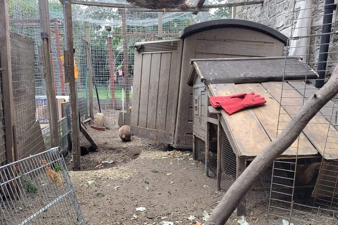 Help Us Rescue over 50 Rabbits in Urgent Need ❤️ campaign photo, 6 of 8