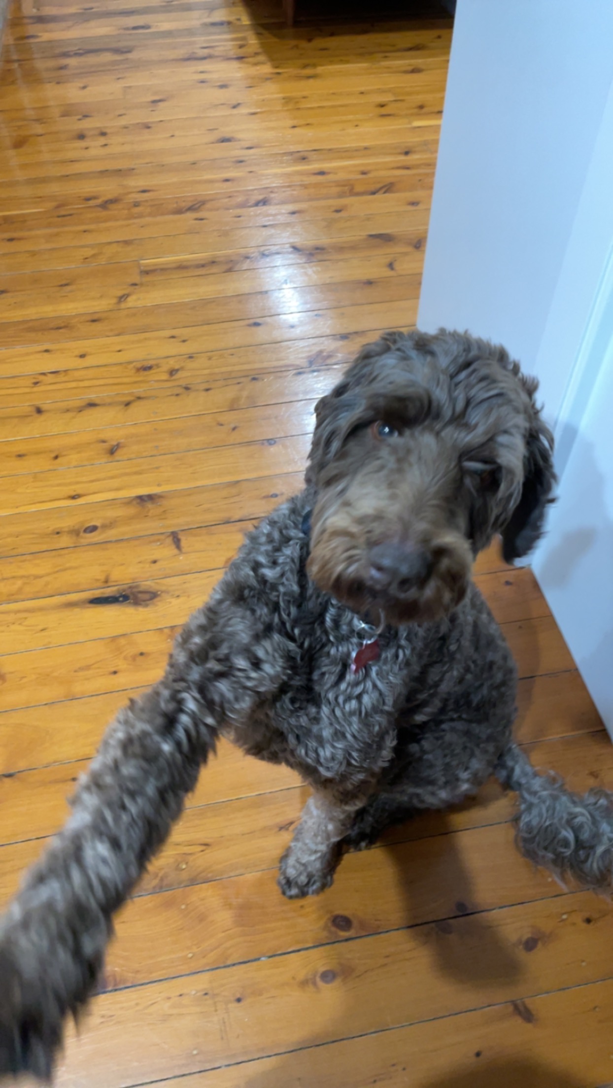 Roxy’s leg surgery campaign photo, 5 of 6