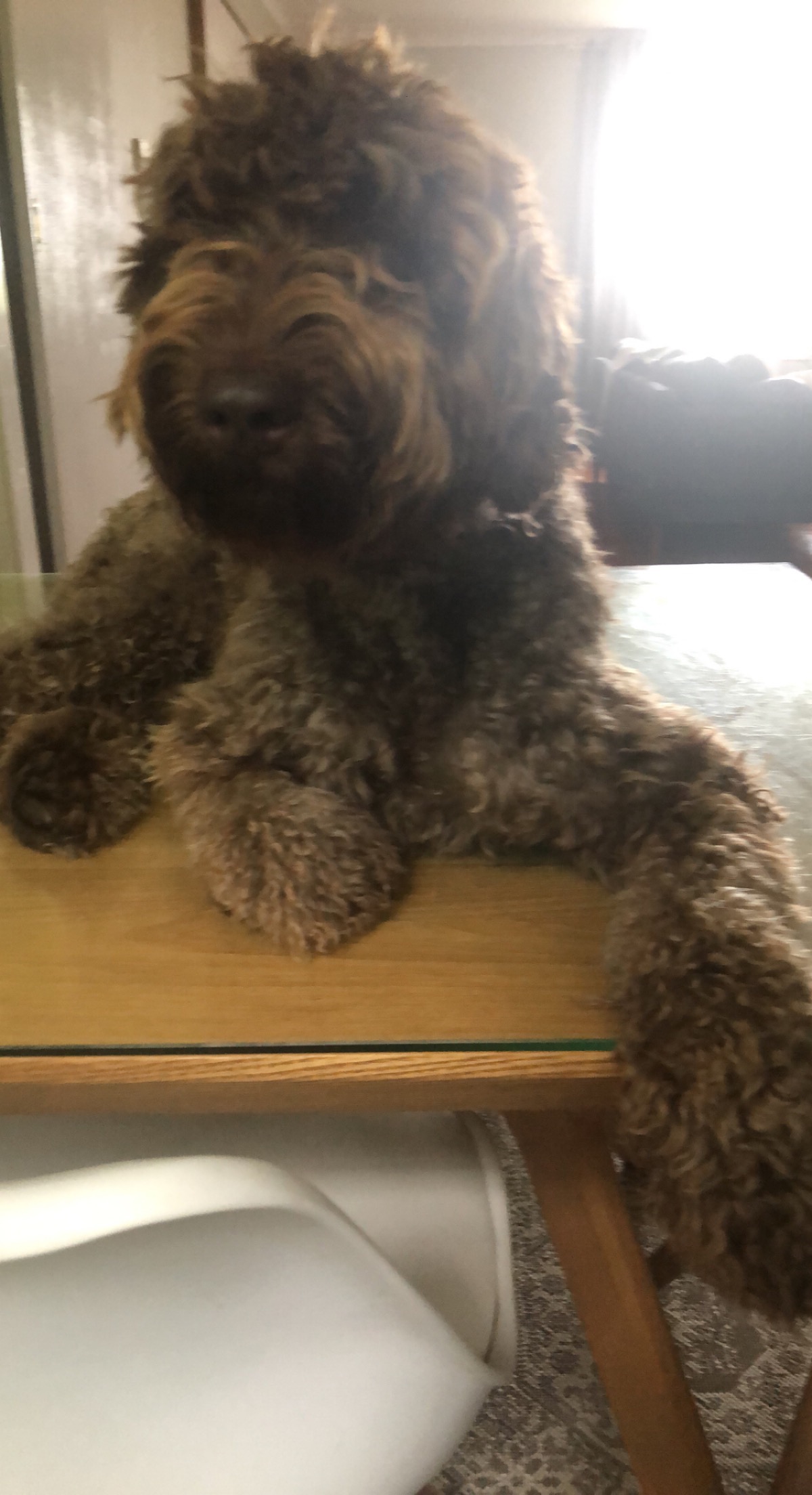 Roxy’s leg surgery campaign photo, 2 of 6