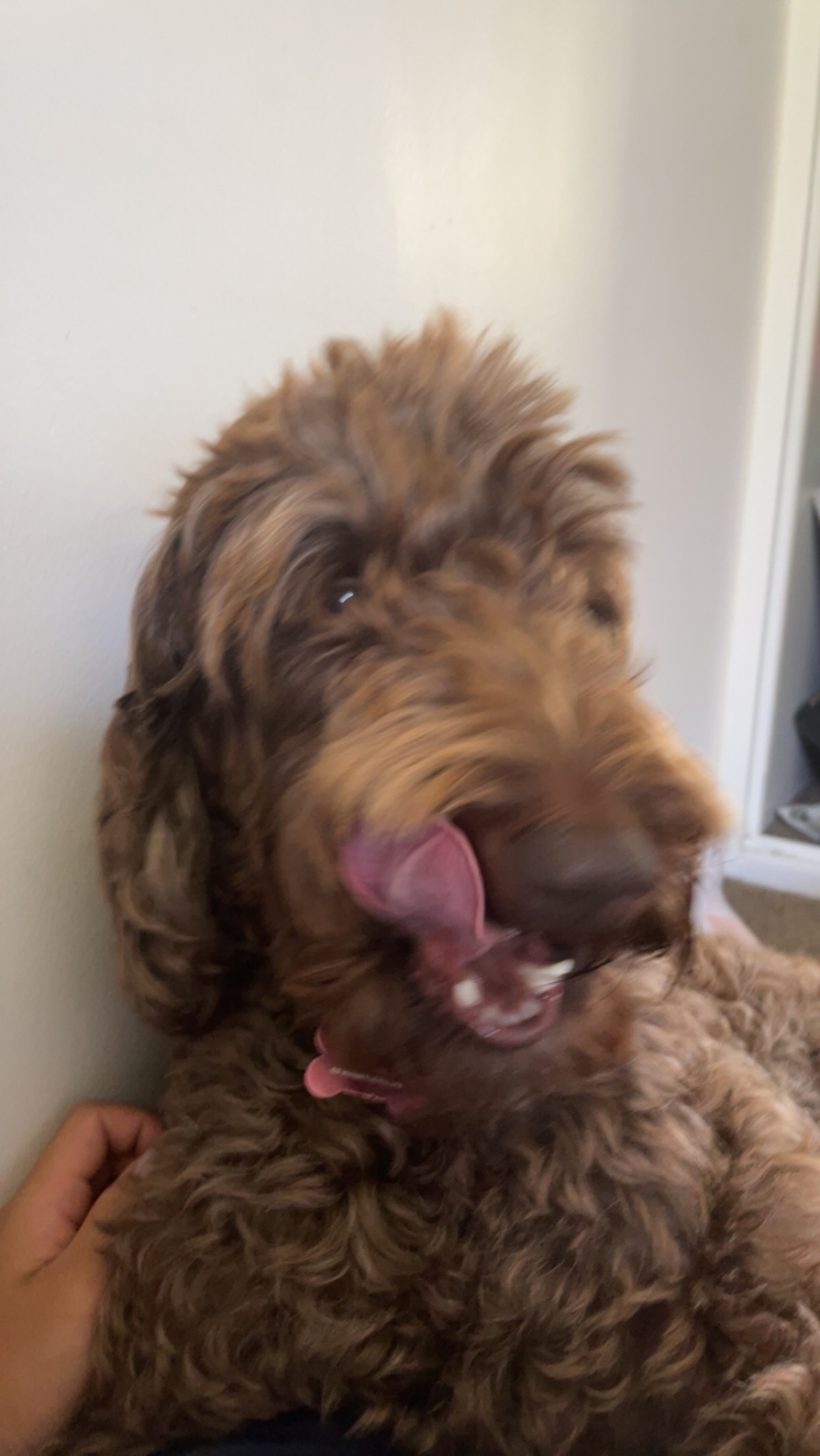 Roxy’s leg surgery campaign photo, 4 of 6