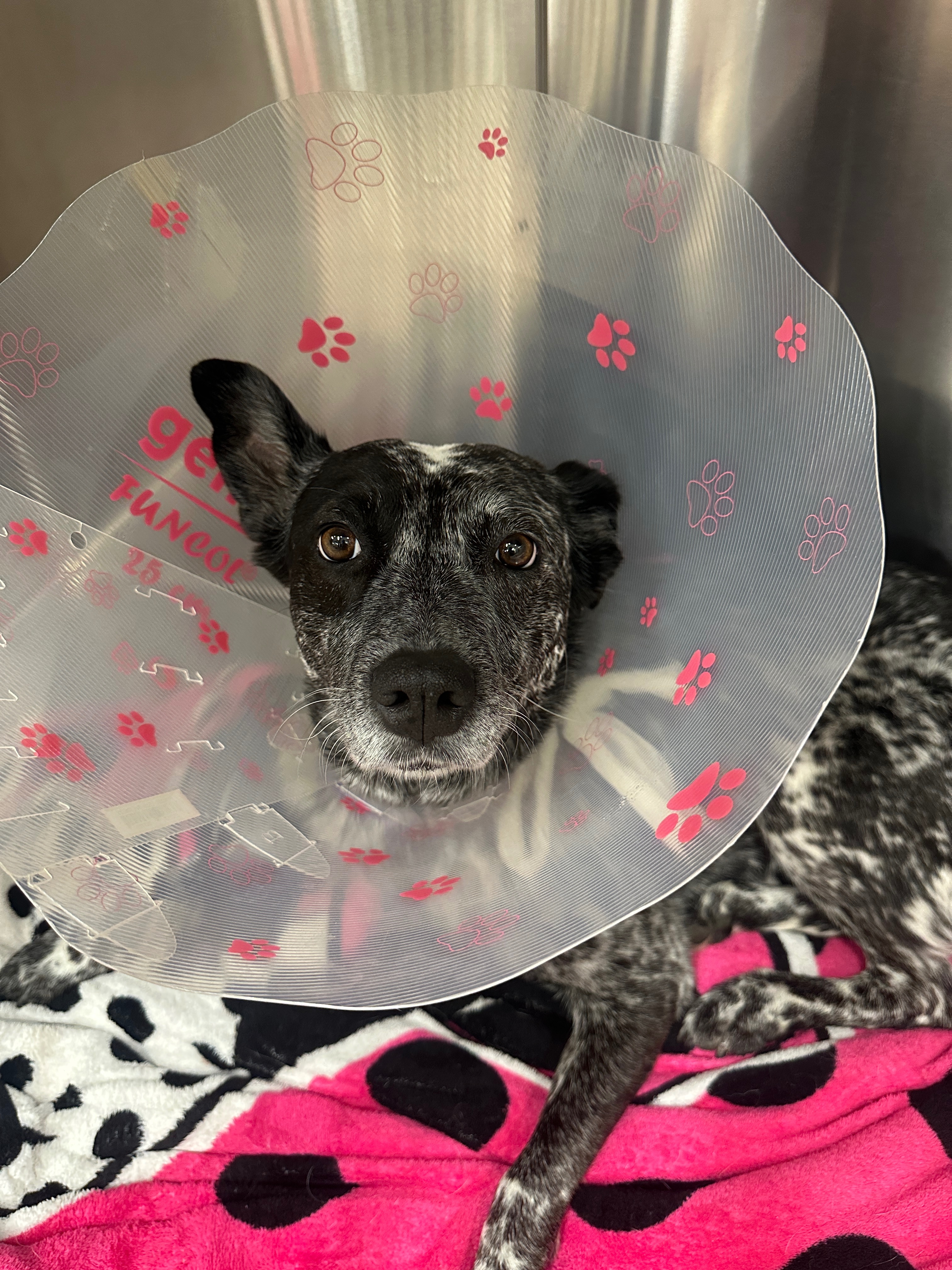 Support Nova Belle's Surgery and Recovery campaign photo, 2 of 8
