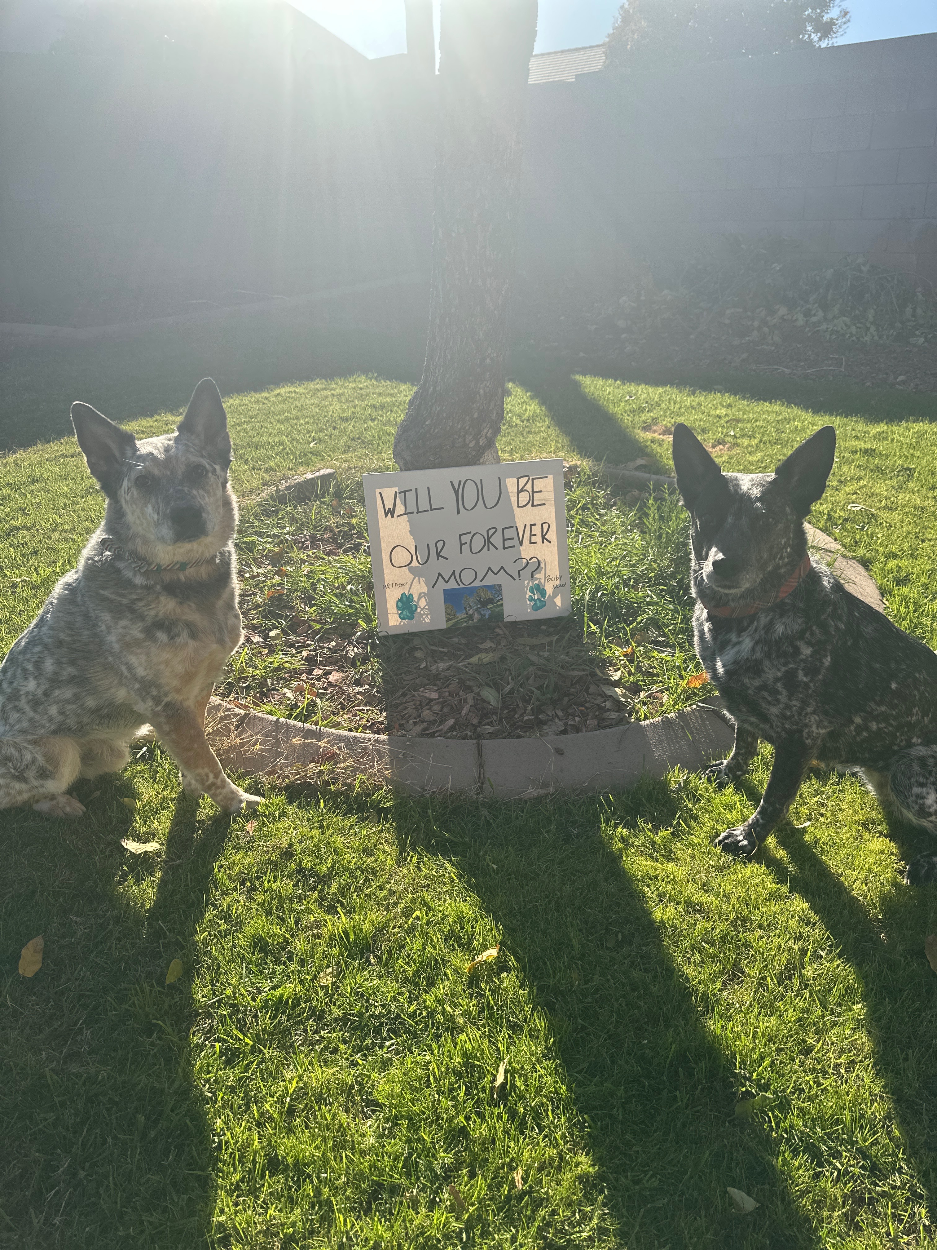 Support Nova Belle's Surgery and Recovery campaign photo, 5 of 8
