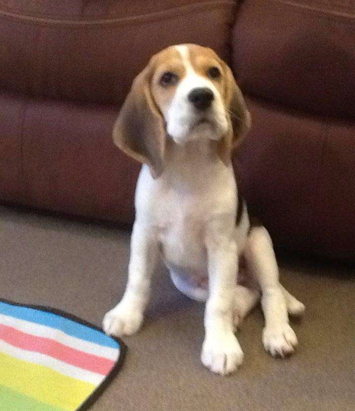 Please help us with Snoopy’s cancer treatment campaign photo, 2 of 8