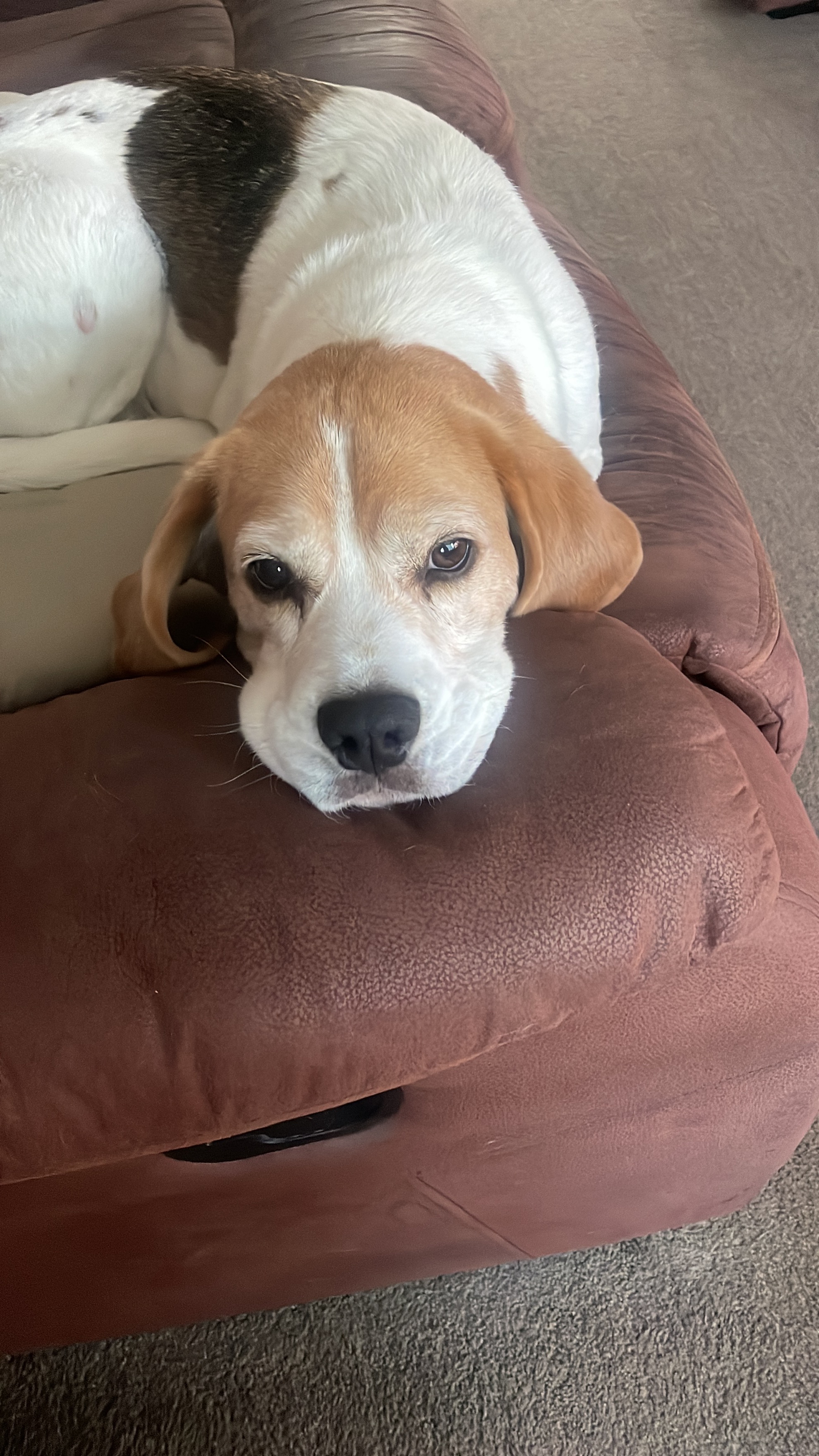 Please help us with Snoopy’s cancer treatment campaign photo, 5 of 8