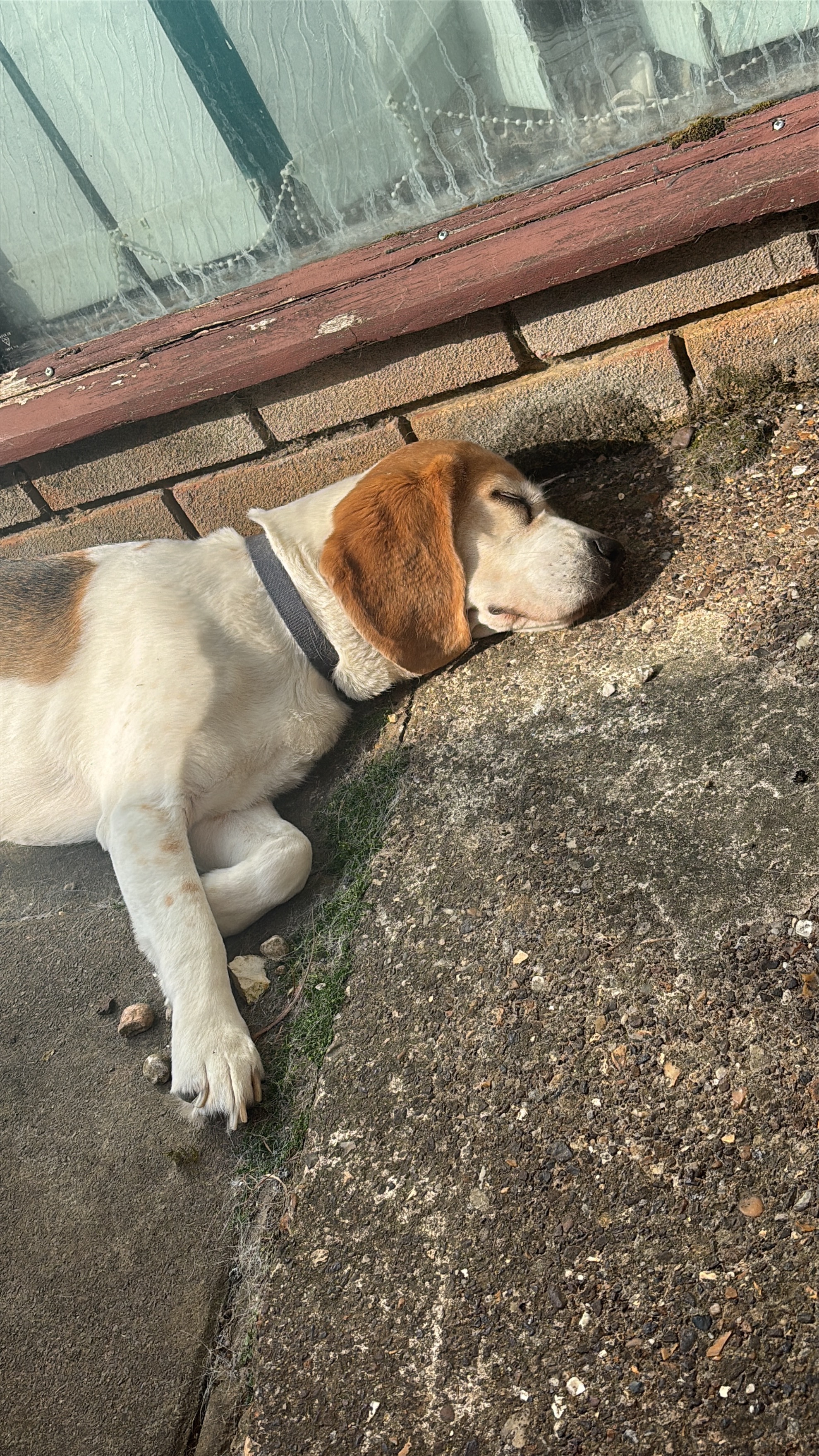 Please help us with Snoopy’s cancer treatment campaign photo, 6 of 8