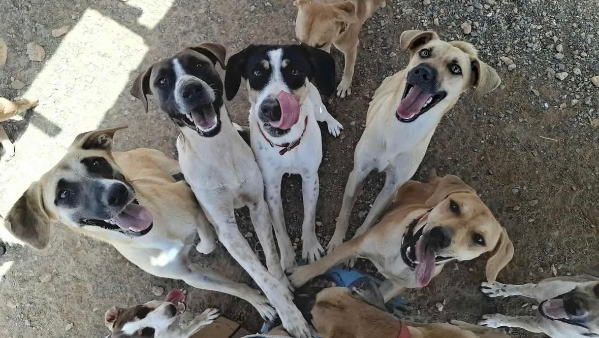Donativos para a OSPA Cabo Verde photo