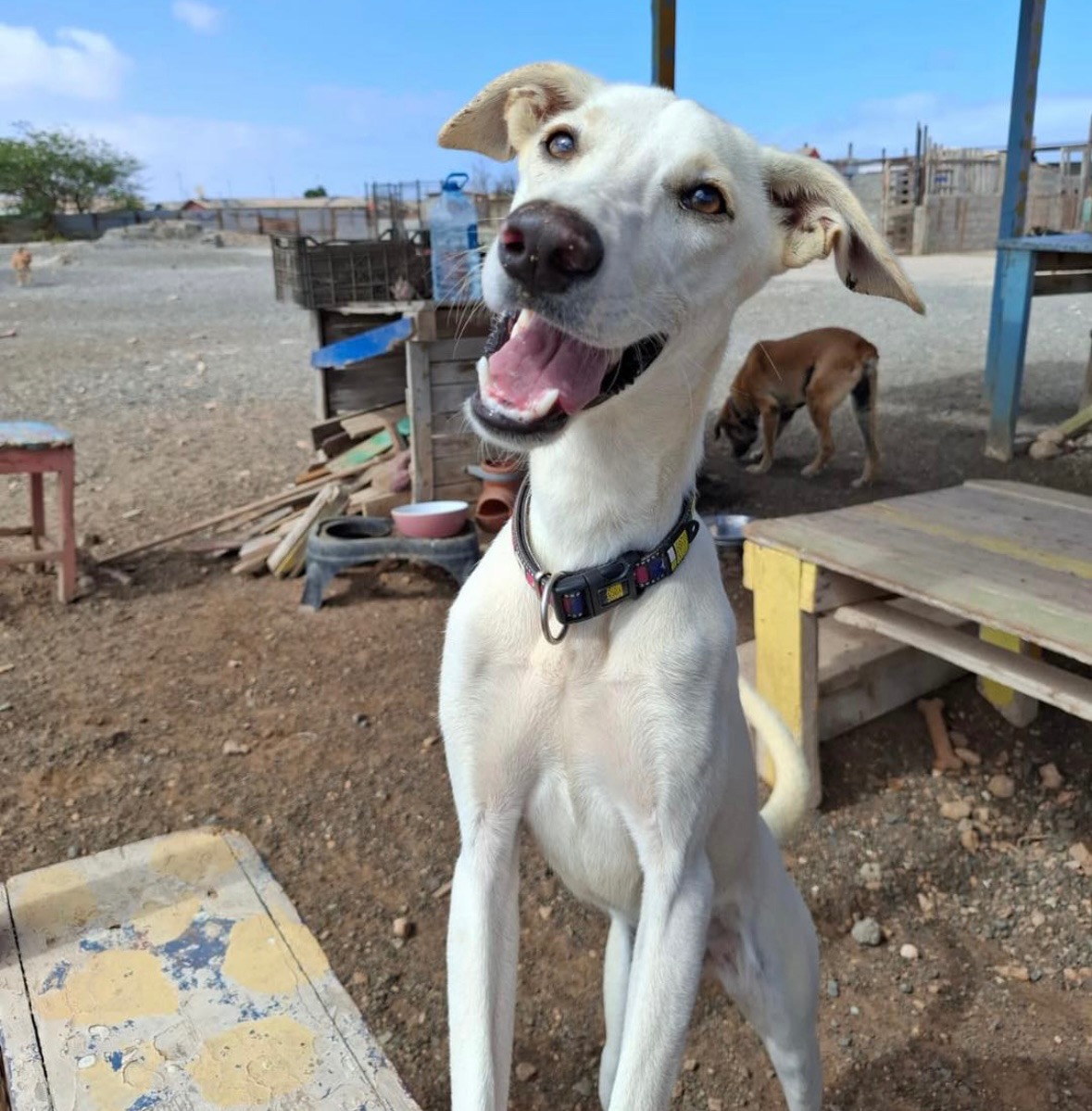 Donativos para a OSPA Cabo Verde campaign photo, 7 of 7