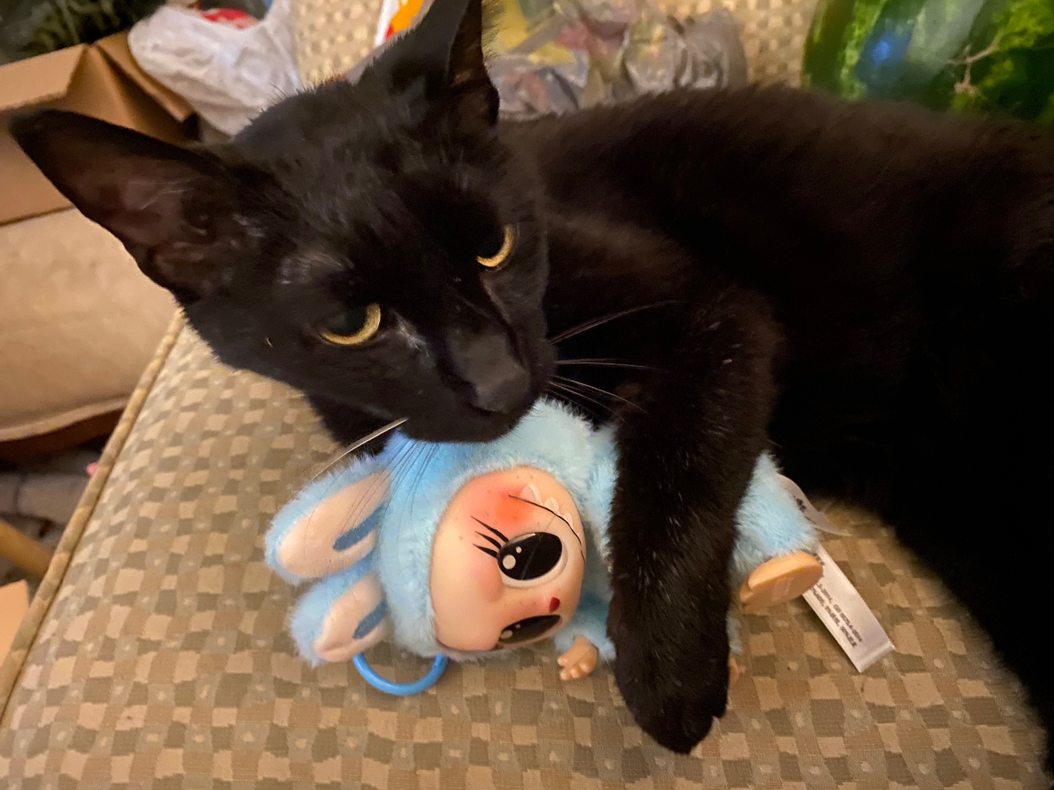 Help Satan kitty receive medical care campaign photo, 2 of 8