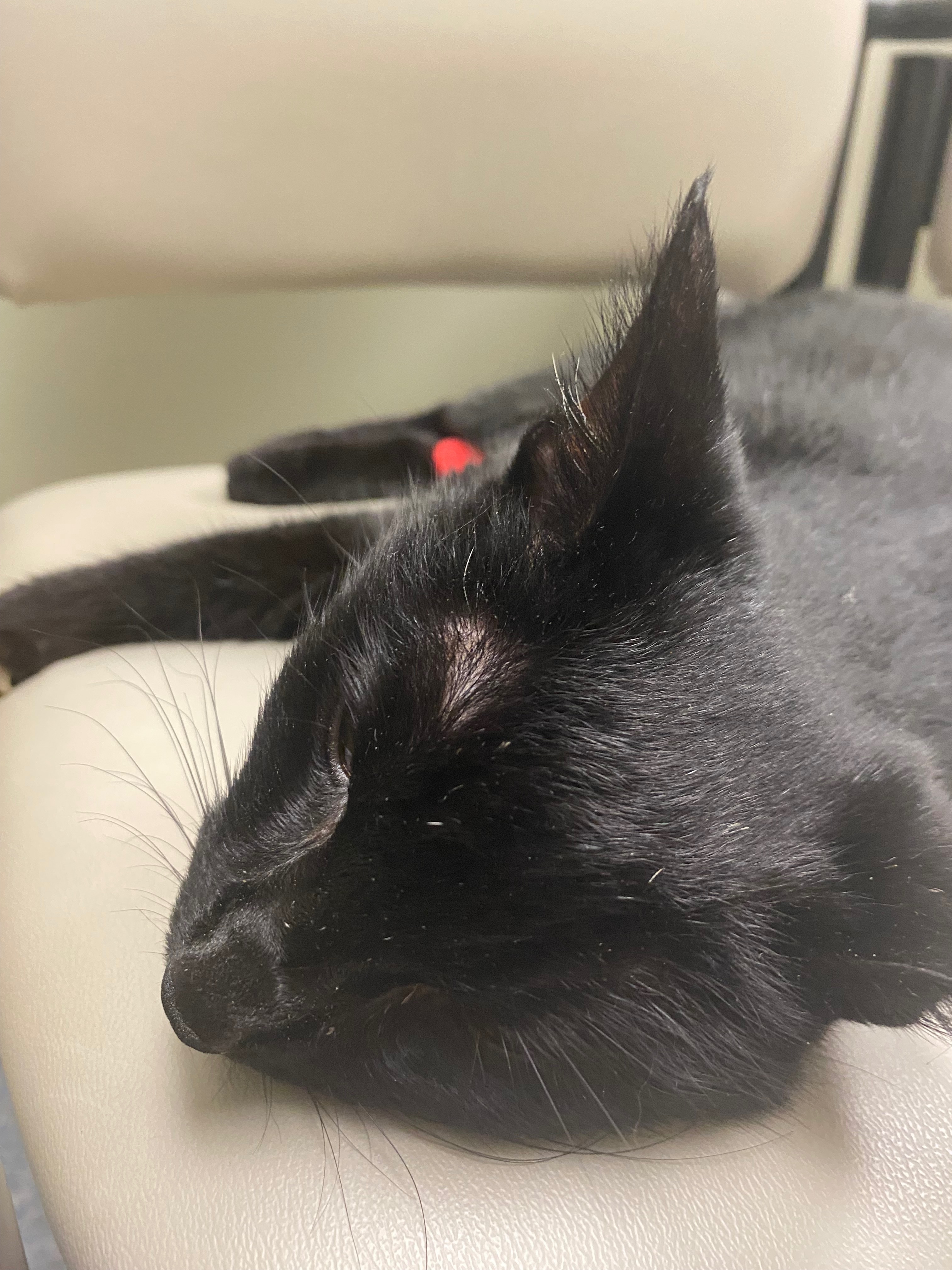 Help Satan kitty receive medical care campaign photo, 4 of 8