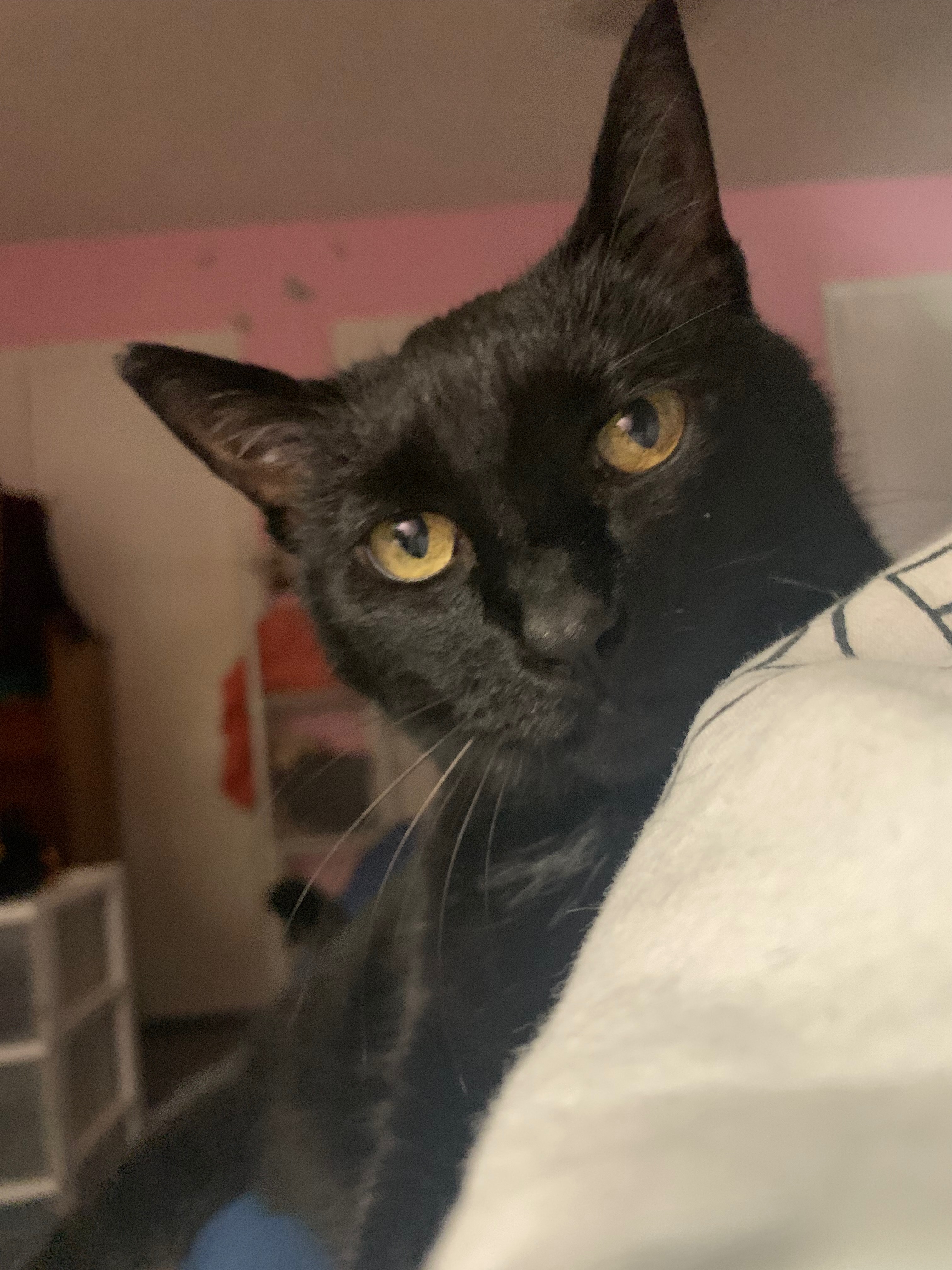 Help Satan kitty receive medical care campaign photo, 5 of 8