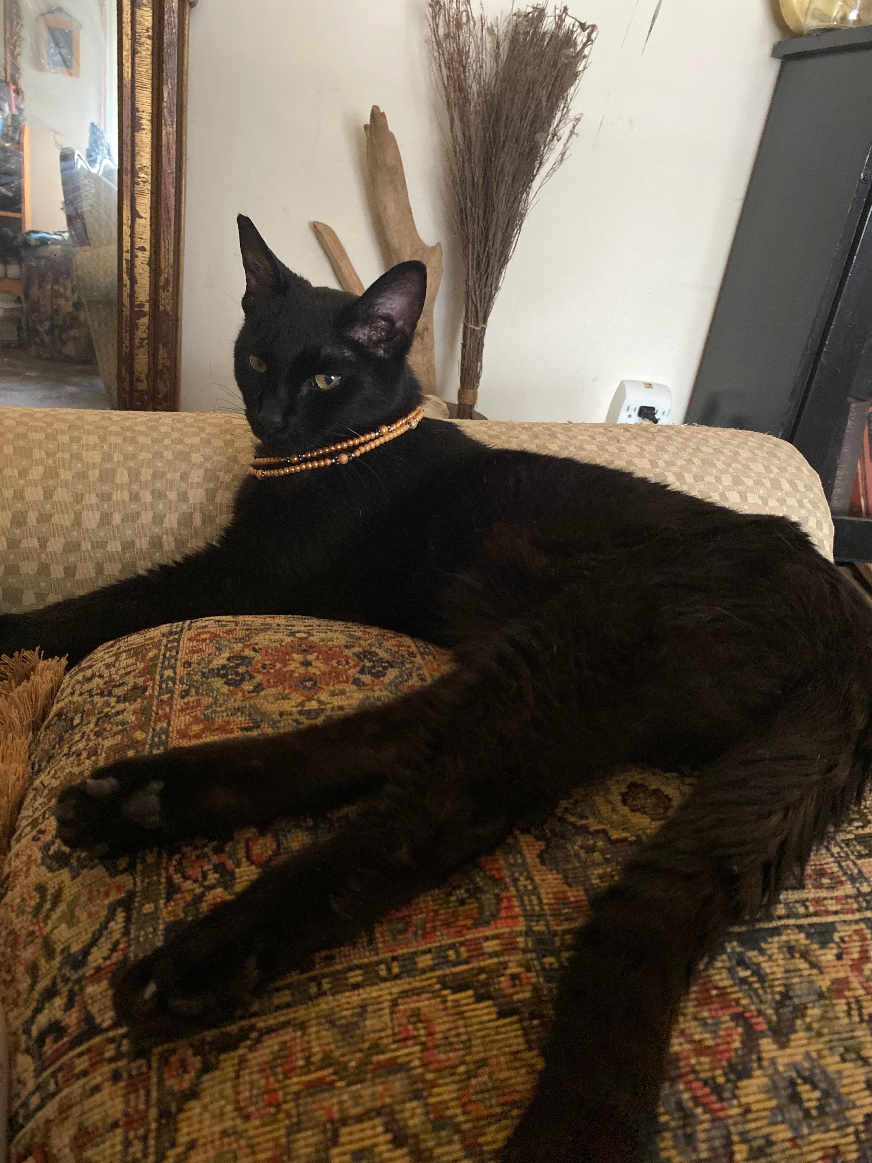 Help Satan kitty receive medical care campaign photo, 6 of 8