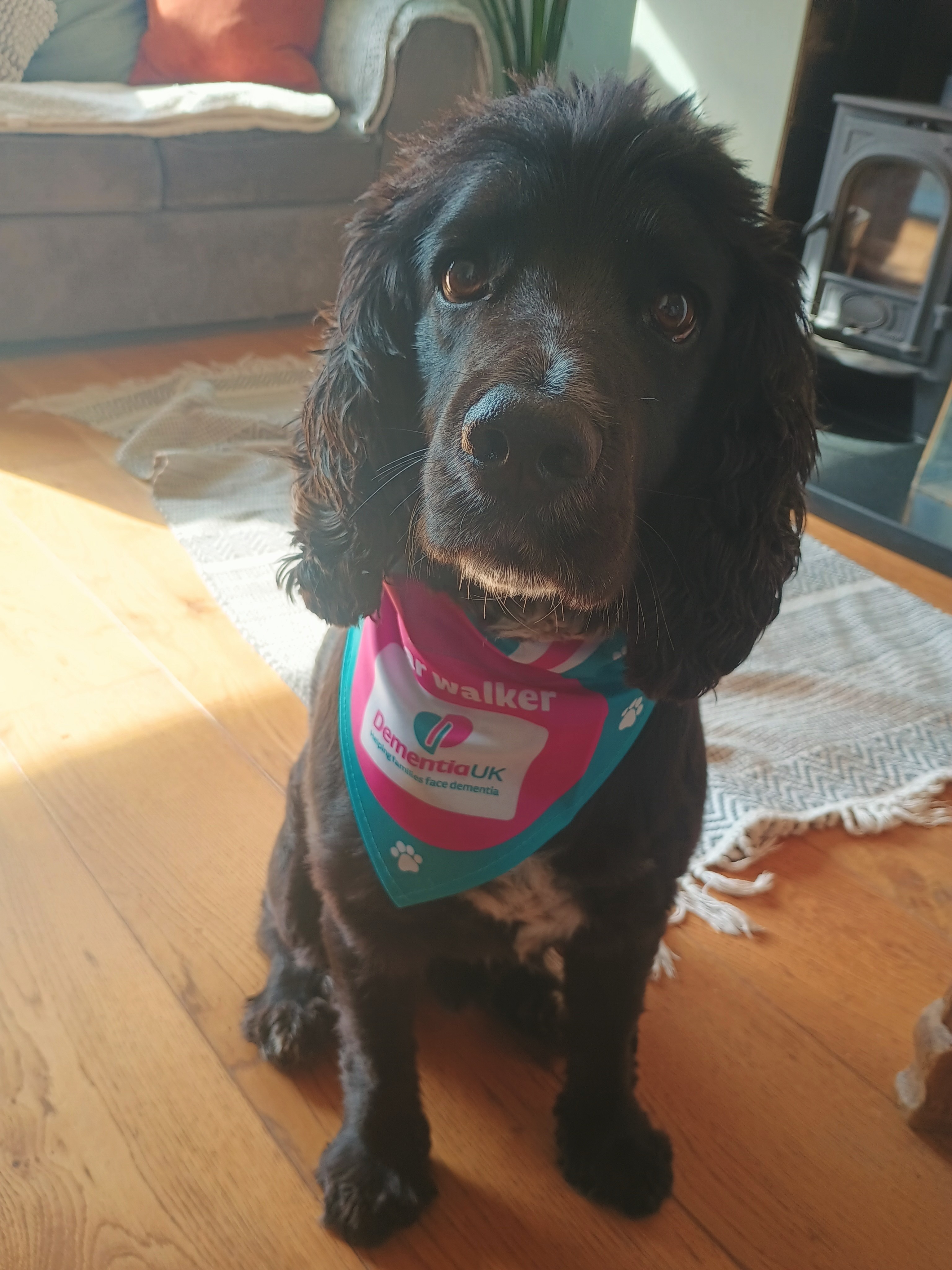Dog walk and running 100 miles in October for Dementia campaign photo, 2 of 5