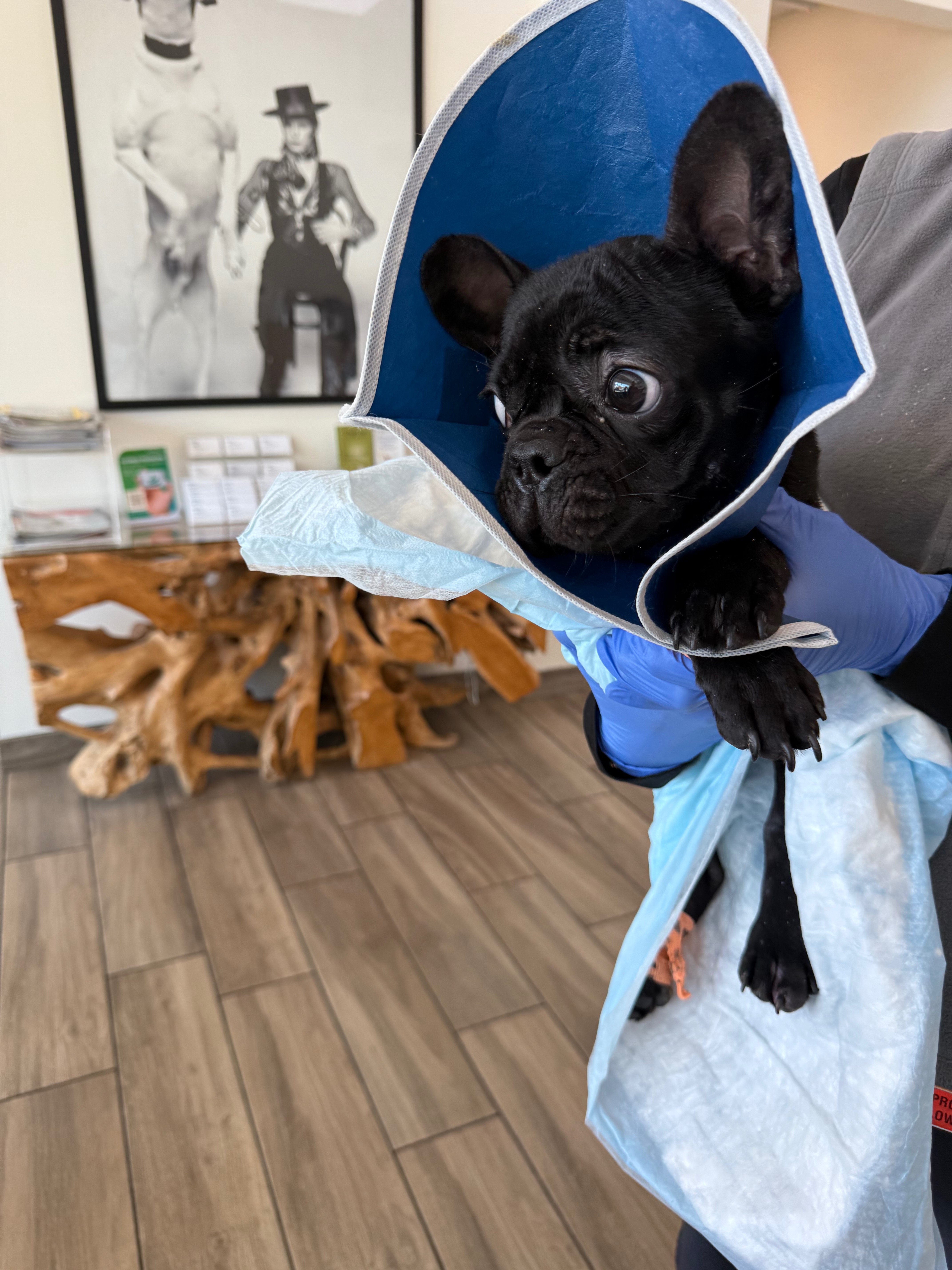 Dumped Frenchie Puppy Needs Your Help! campaign photo, 5 of 6