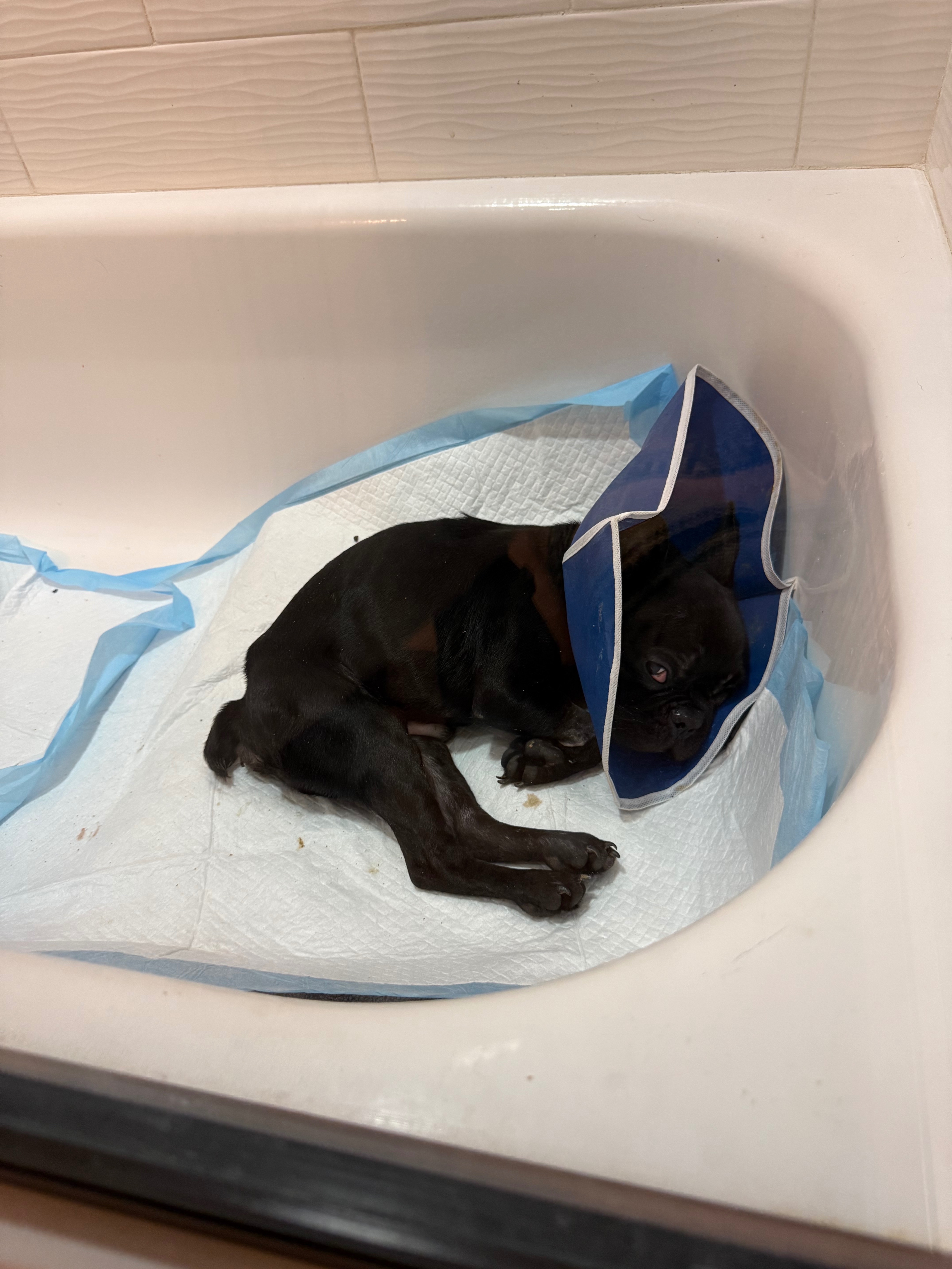 Dumped Frenchie Puppy Needs Your Help! campaign photo, 2 of 6
