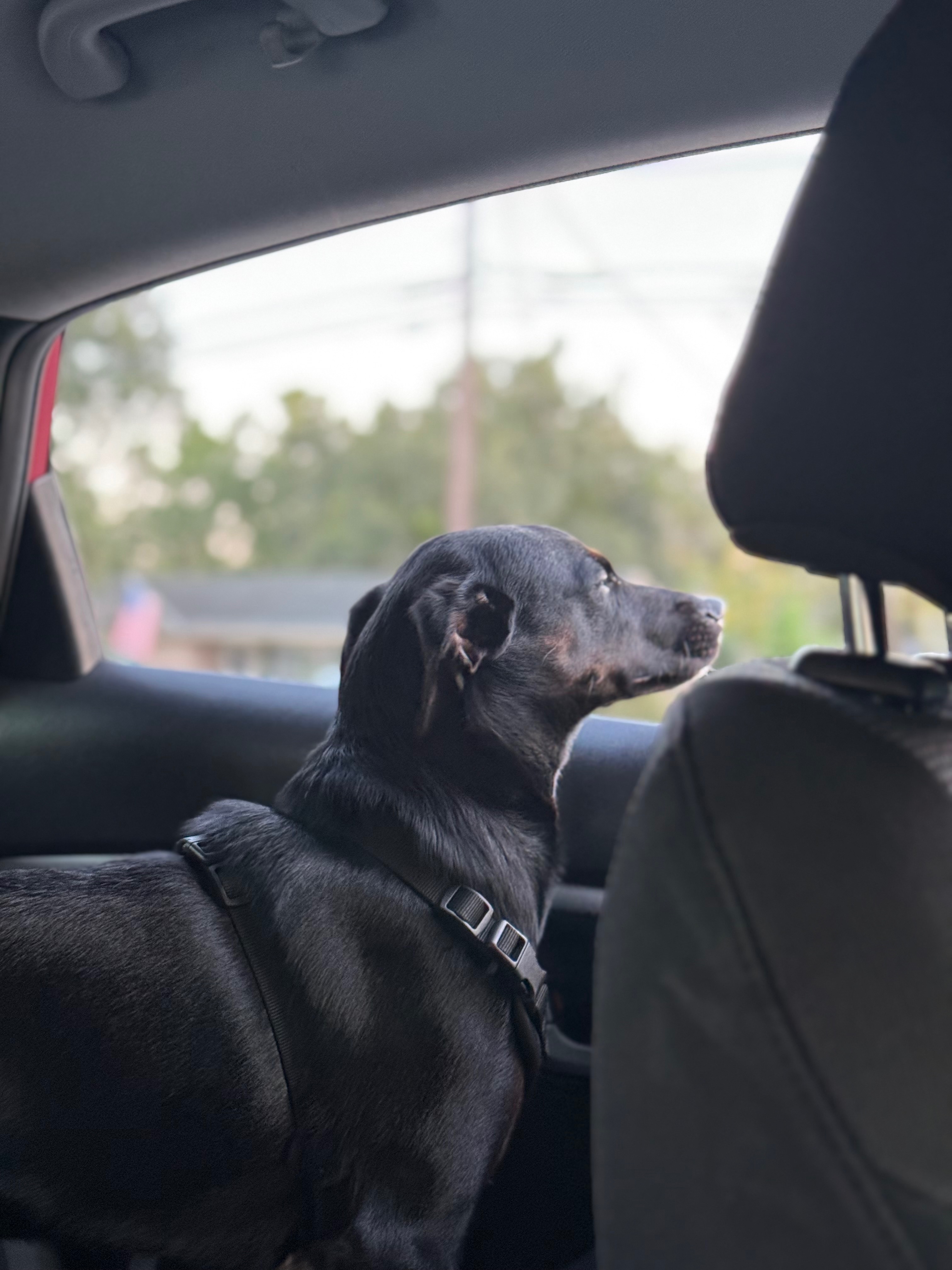 Help Rico Get the Surgery He Needs campaign photo, 2 of 5