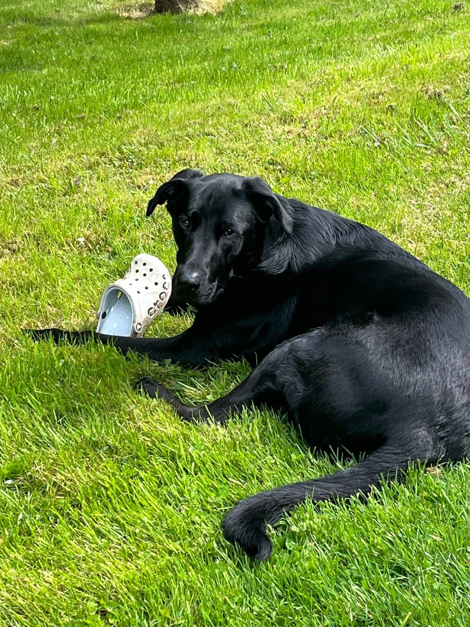 Save Fry: Help Our Beloved Family Dog campaign photo, 2 of 7