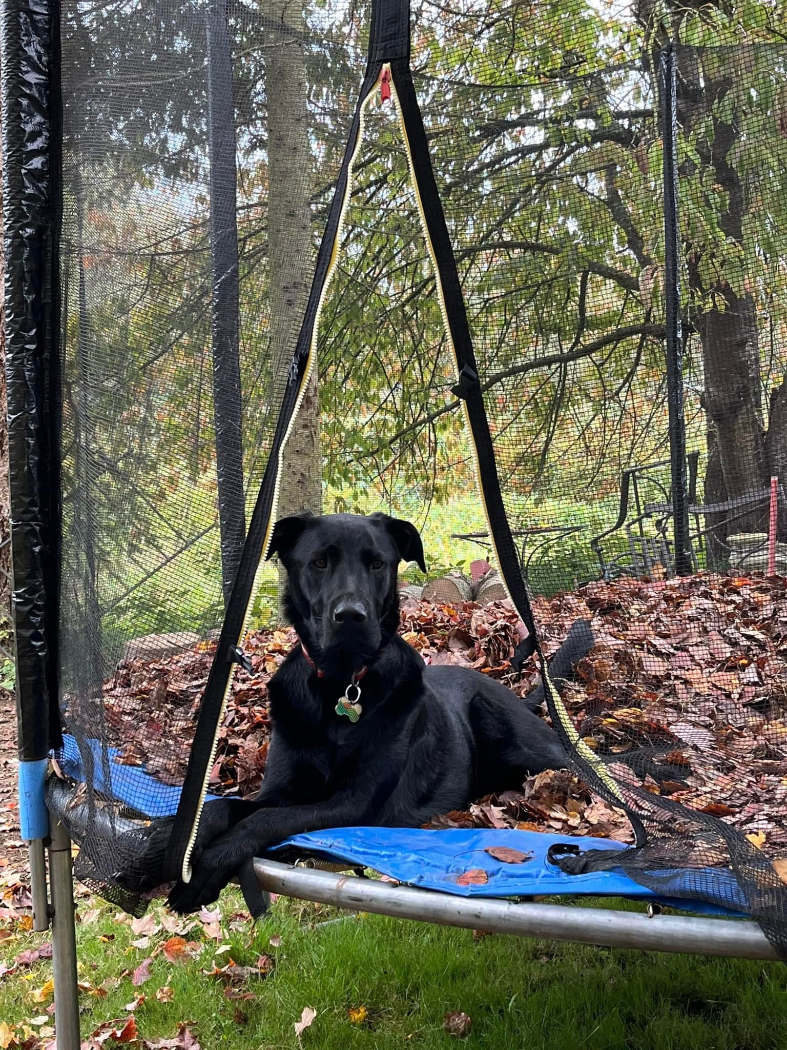 Save Fry: Help Our Beloved Family Dog campaign photo, 5 of 7