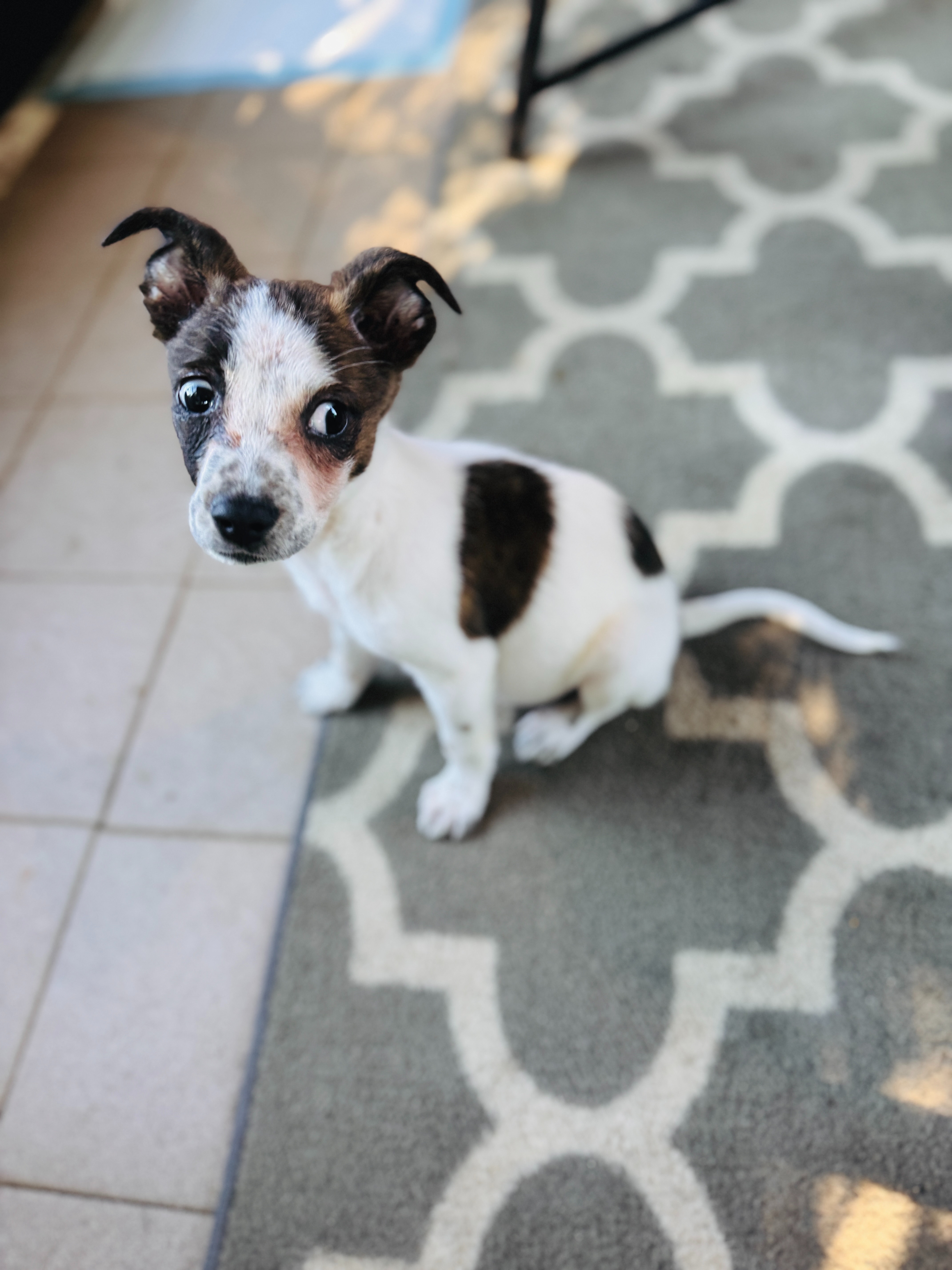 From Creek to Crisis: River Needs Surgery to Survive ❤️ campaign photo, 4 of 8