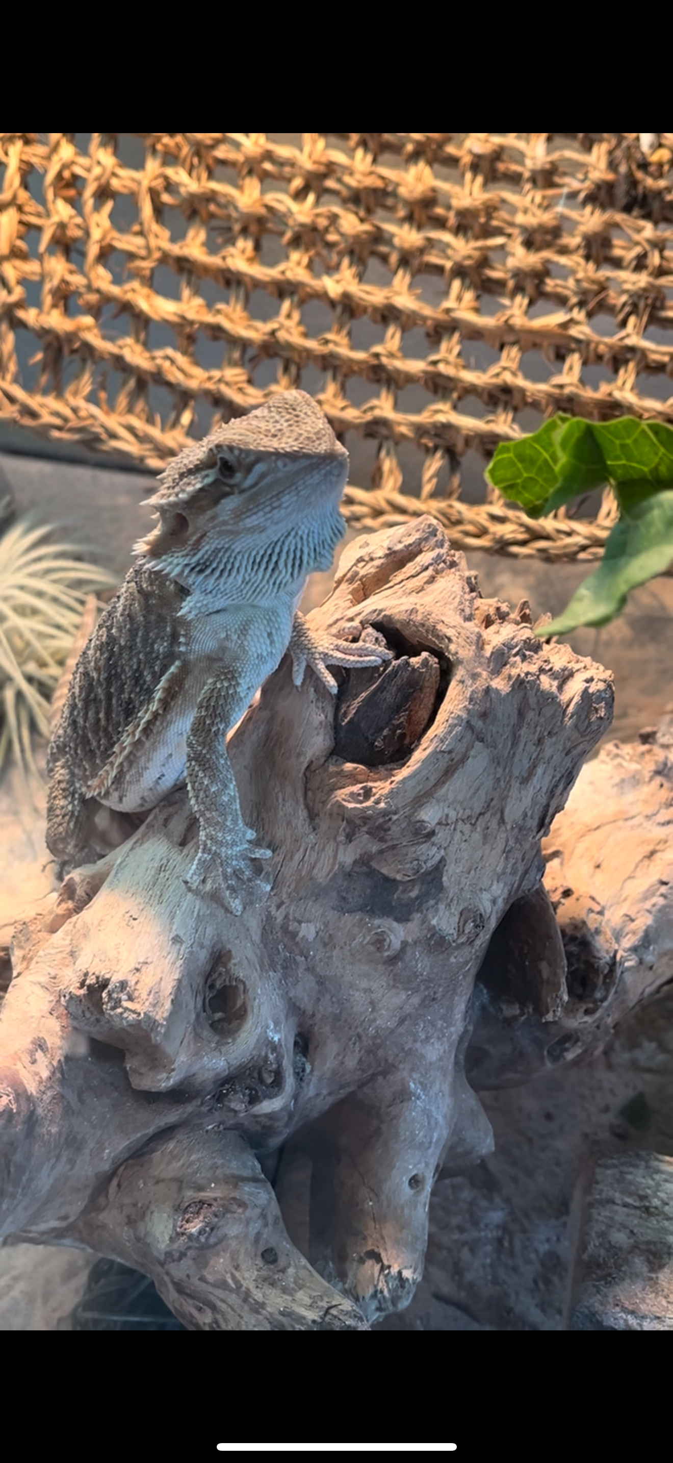 Support Jasper's Surgery for a Healthy Future campaign photo, 4 of 6
