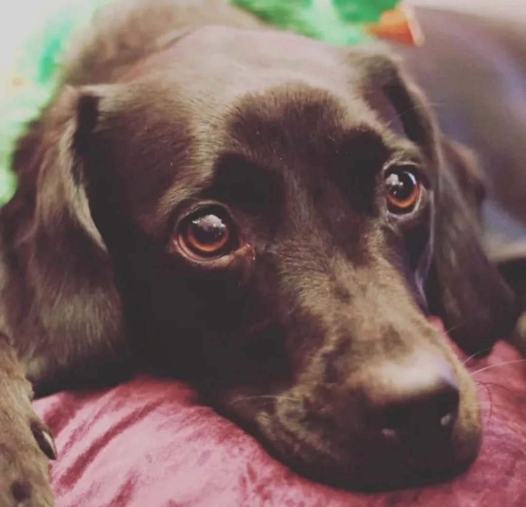 Help with Rose's cancer bills campaign photo, 2 of 8
