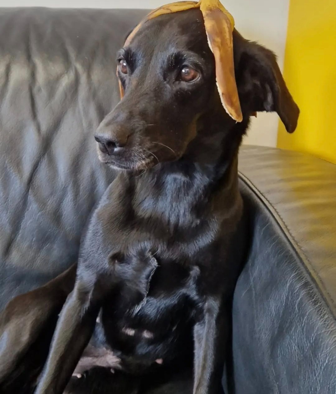 Help with Rose's cancer bills campaign photo, 5 of 8