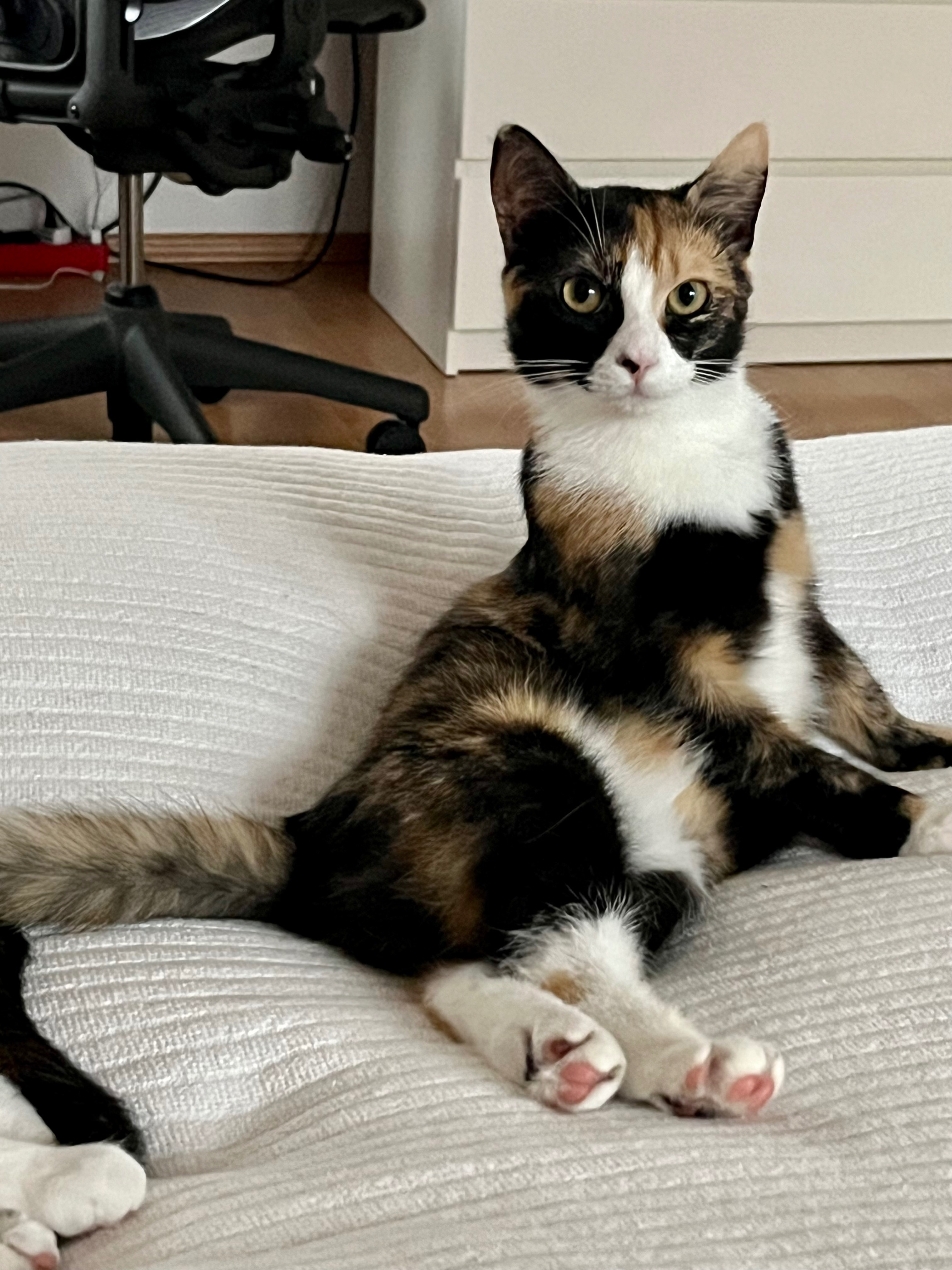 Helft Egi Zu Überleben Durch Eine Kleine Spende Für Ihre OP campaign photo, 2 of 8