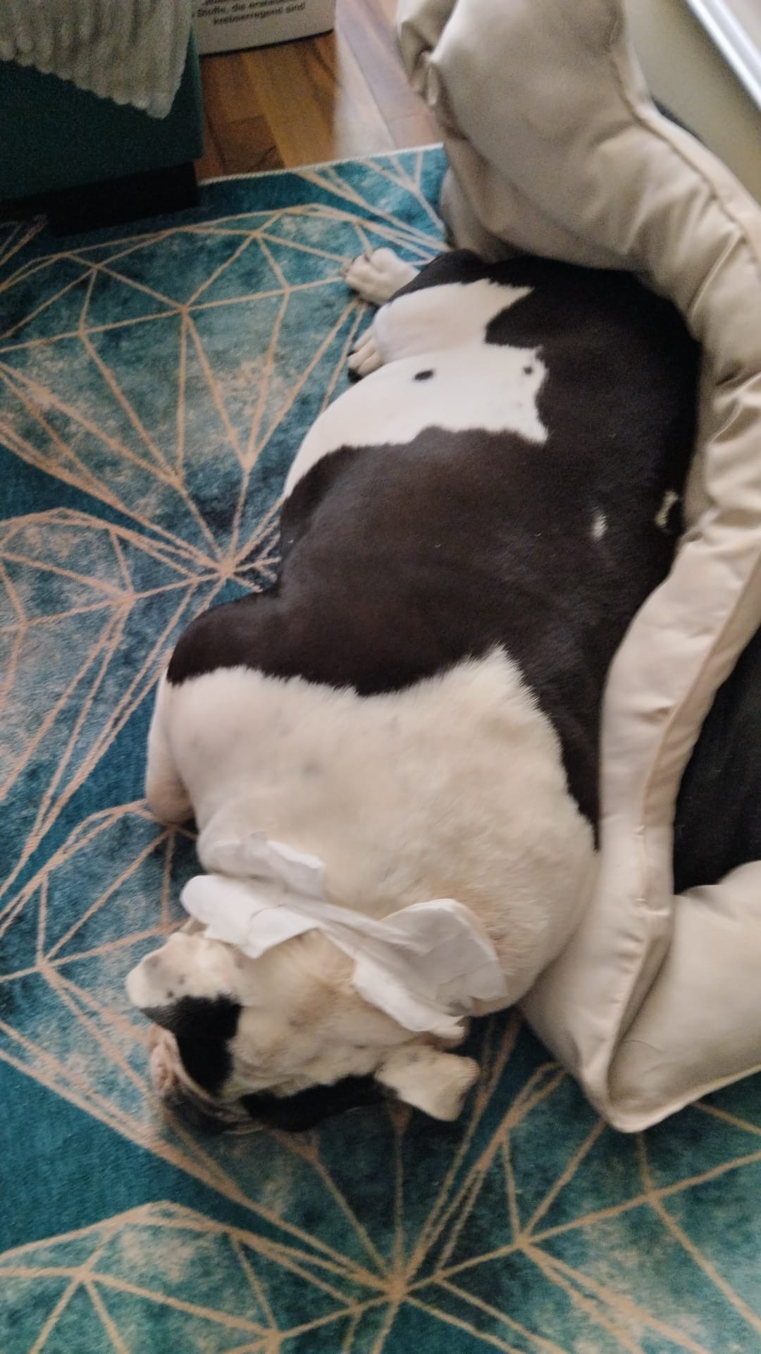 Daisy geht es nicht gut Medikament und Behandlung teuer campaign photo, 2 of 4
