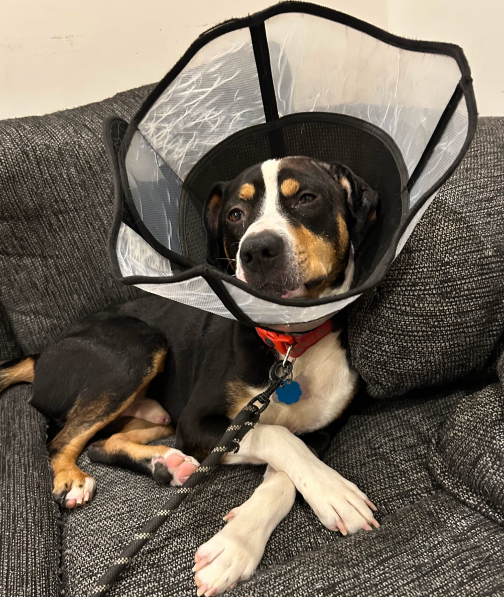 Help Onyx Get Life-Changing Ear Surgery campaign photo, 7 of 8