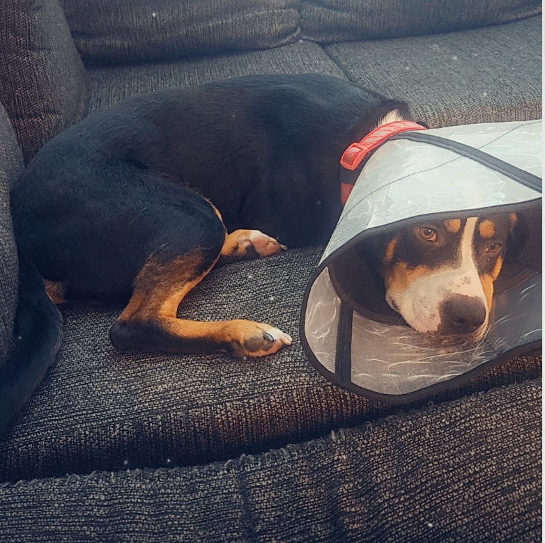 Help Onyx Get Life-Changing Ear Surgery campaign photo, 2 of 8