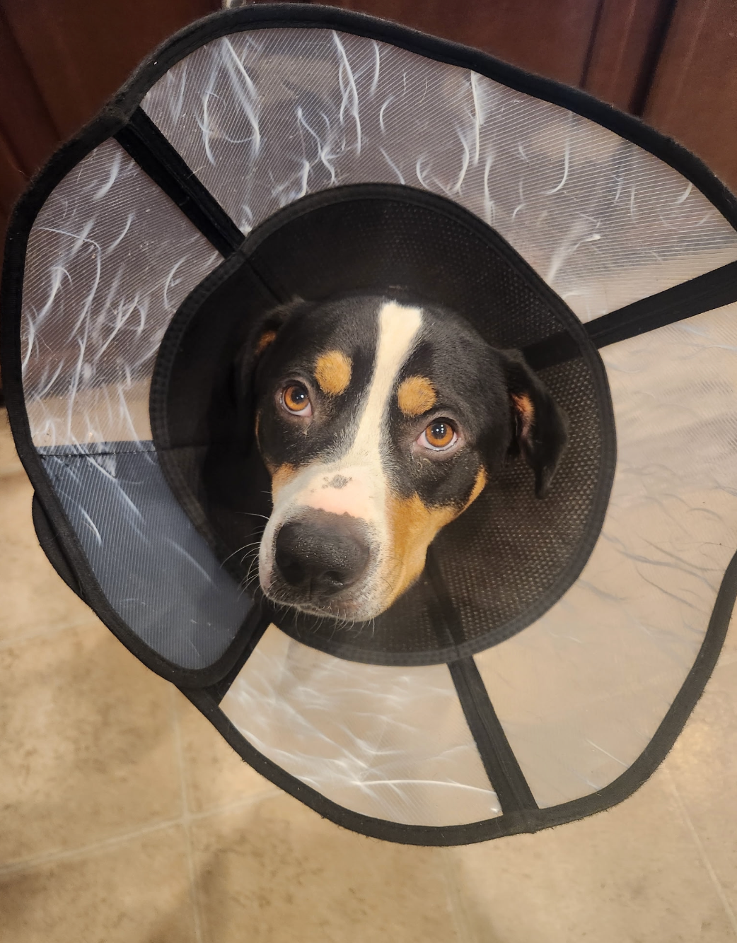 Help Onyx Get Life-Changing Ear Surgery campaign photo, 4 of 8