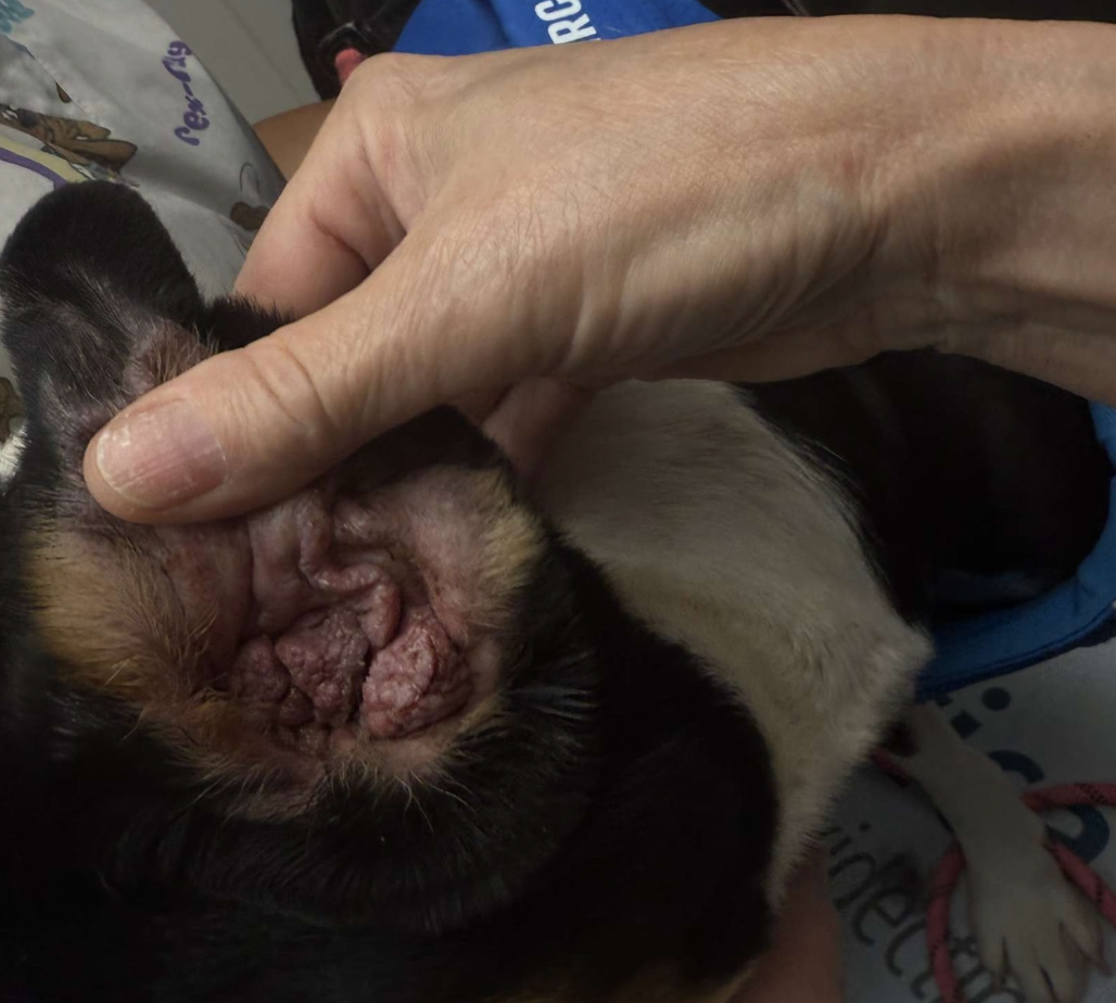 Help Onyx Get Life-Changing Ear Surgery campaign photo, 5 of 8