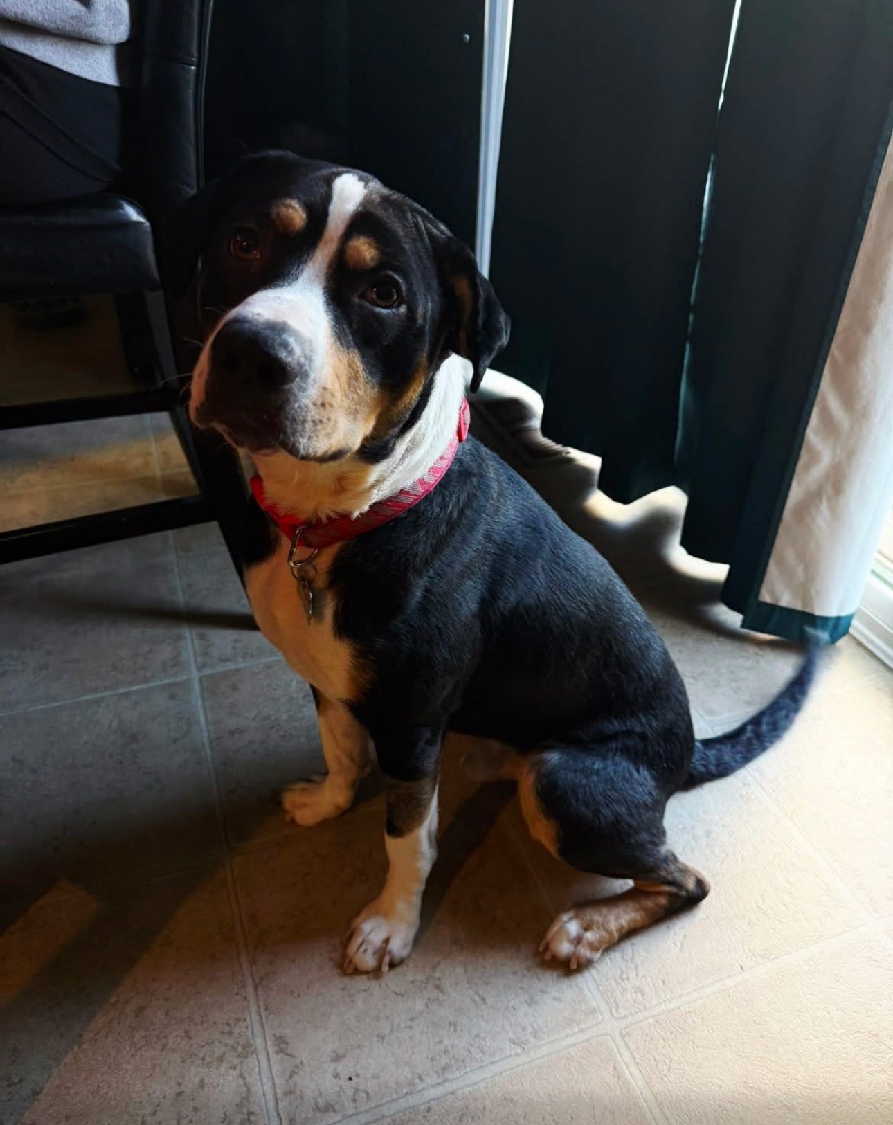 Help Onyx Get Life-Changing Ear Surgery campaign photo, 6 of 8