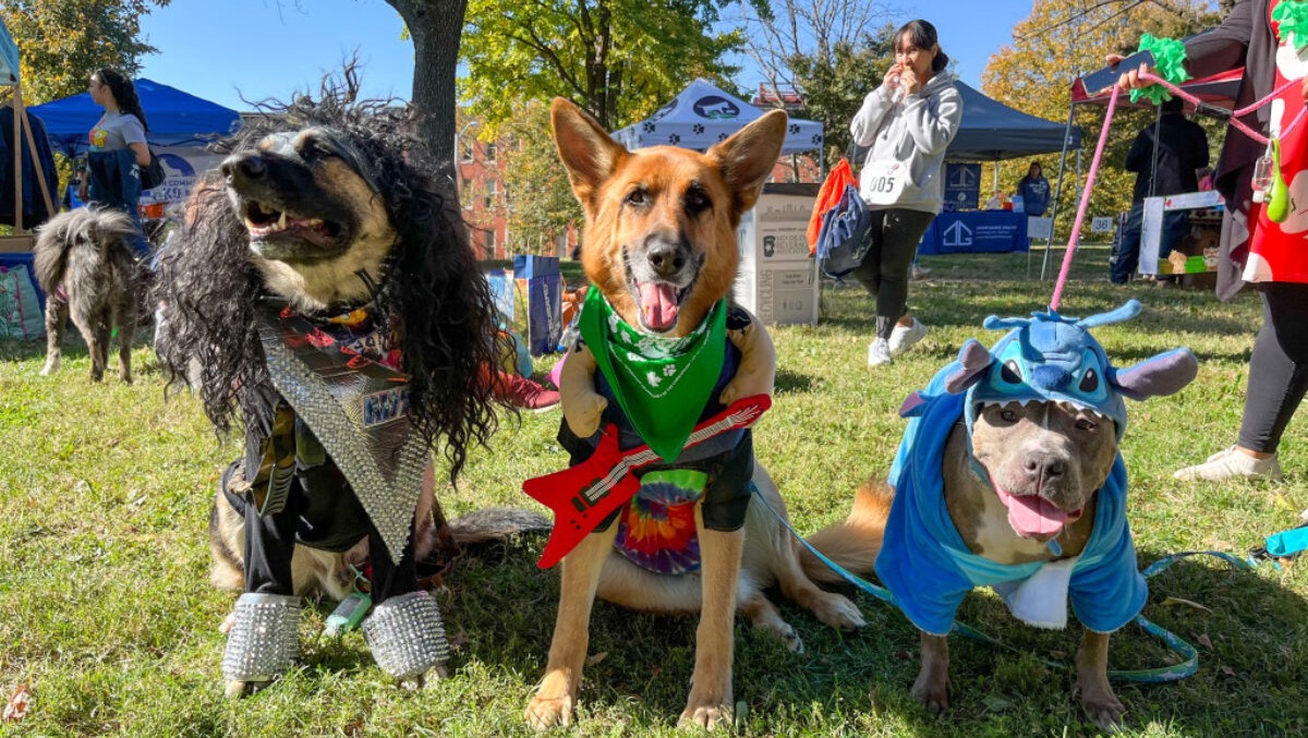 Helping Impact Animals Lives photo