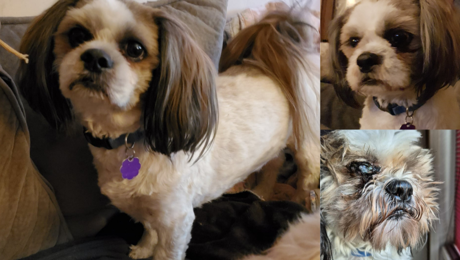Fundraiser by Chatham Kent Animal Rescue : Animals in Crisis