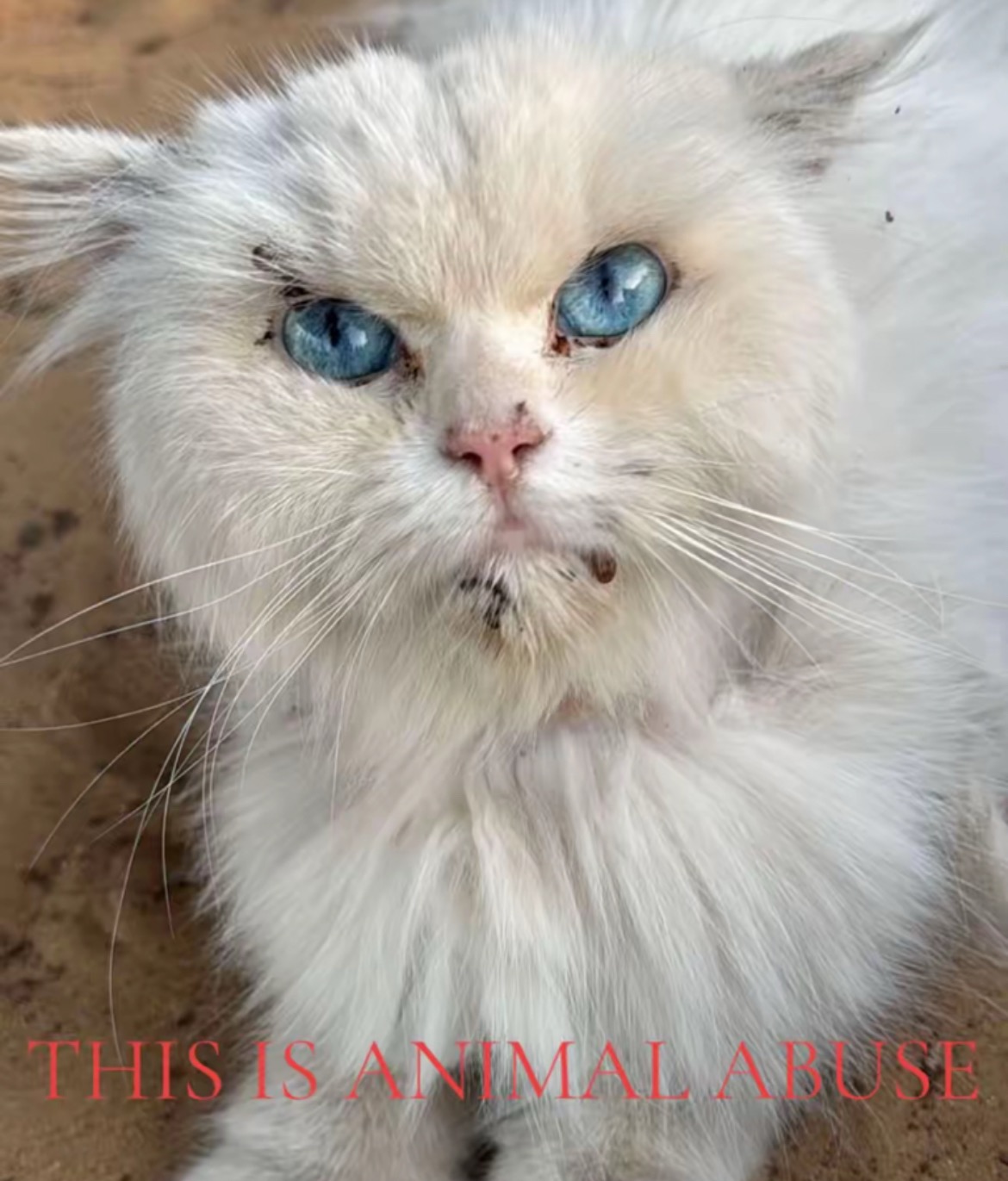 Help cats in Dubai, support rescuers saving them! campaign photo, 7 of 8