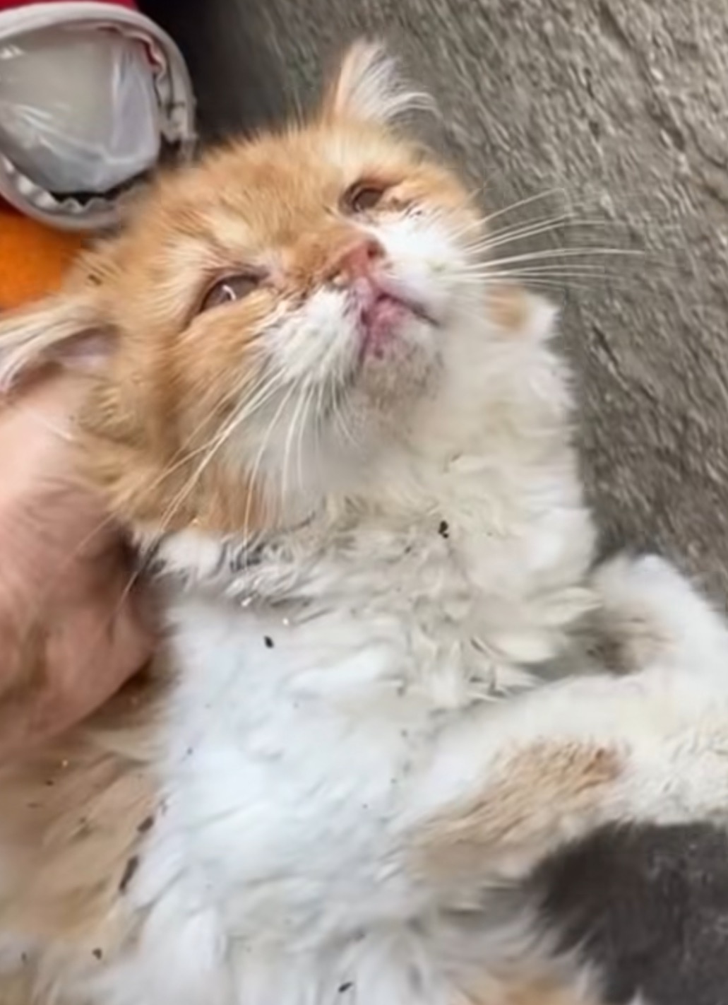 Help cats in Dubai, support rescuers saving them! campaign photo, 5 of 8
