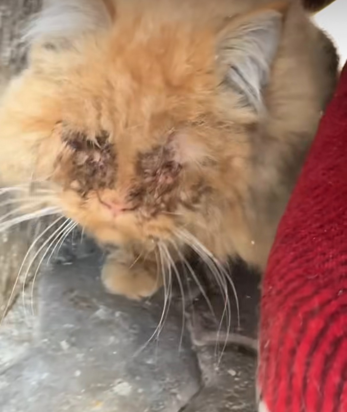 Help cats in Dubai, support rescuers saving them! campaign photo, 6 of 8