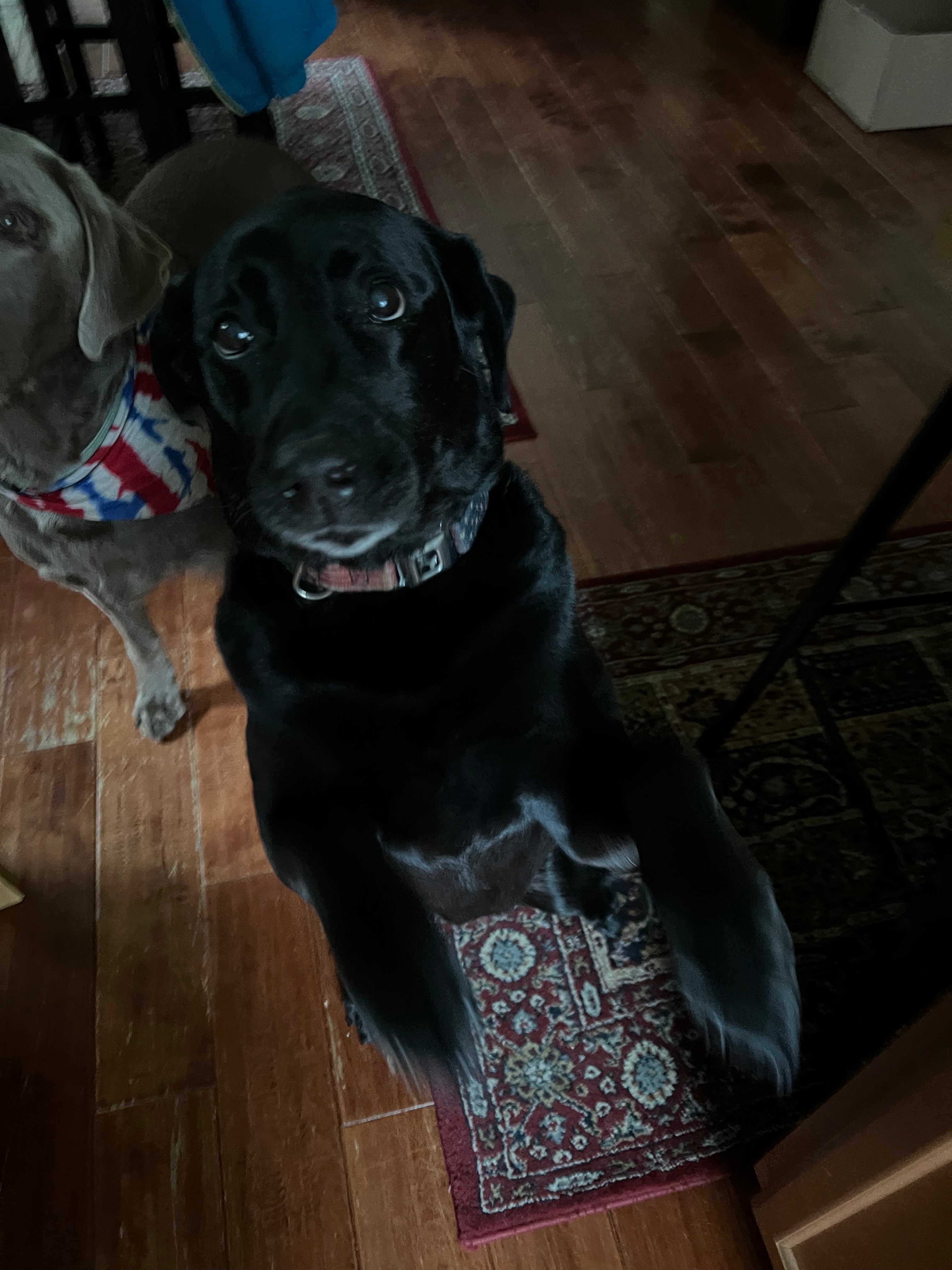 Pepsi needs surgery! :( campaign photo, 5 of 6