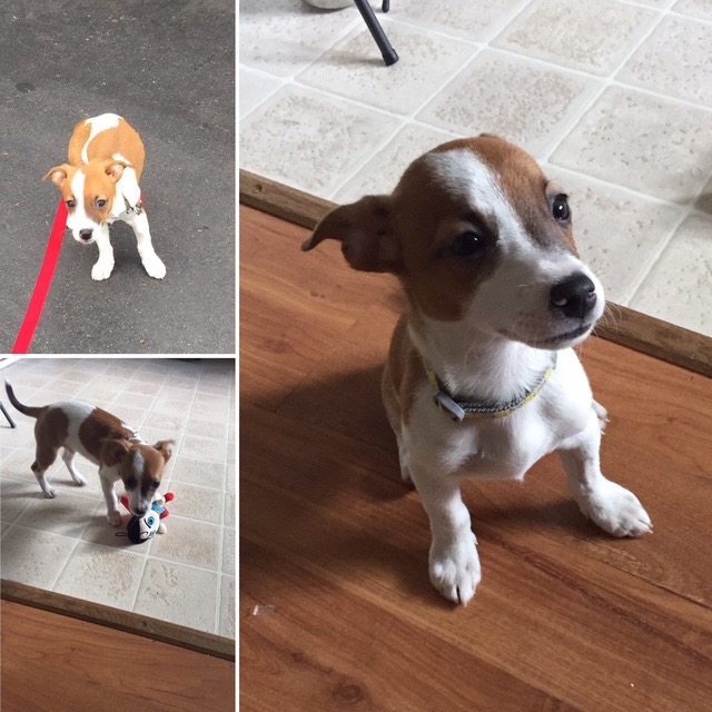 Help Taz - Emergency Spinal Surgery campaign photo, 2 of 8