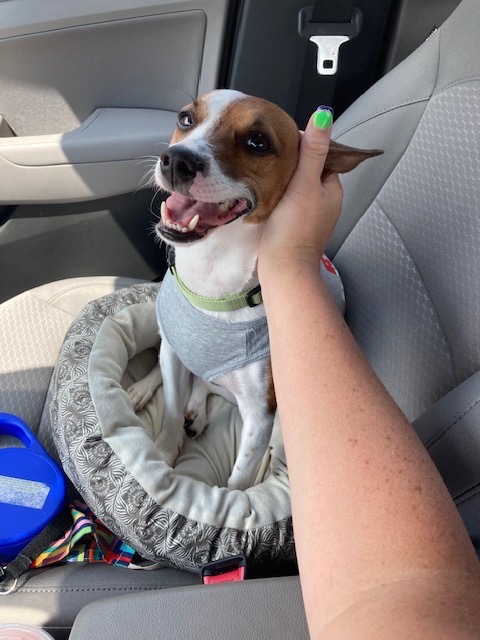 Help Taz - Emergency Spinal Surgery campaign photo, 5 of 8