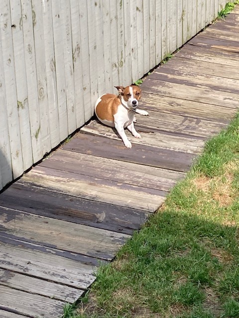 Help Taz - Emergency Spinal Surgery campaign photo, 4 of 8