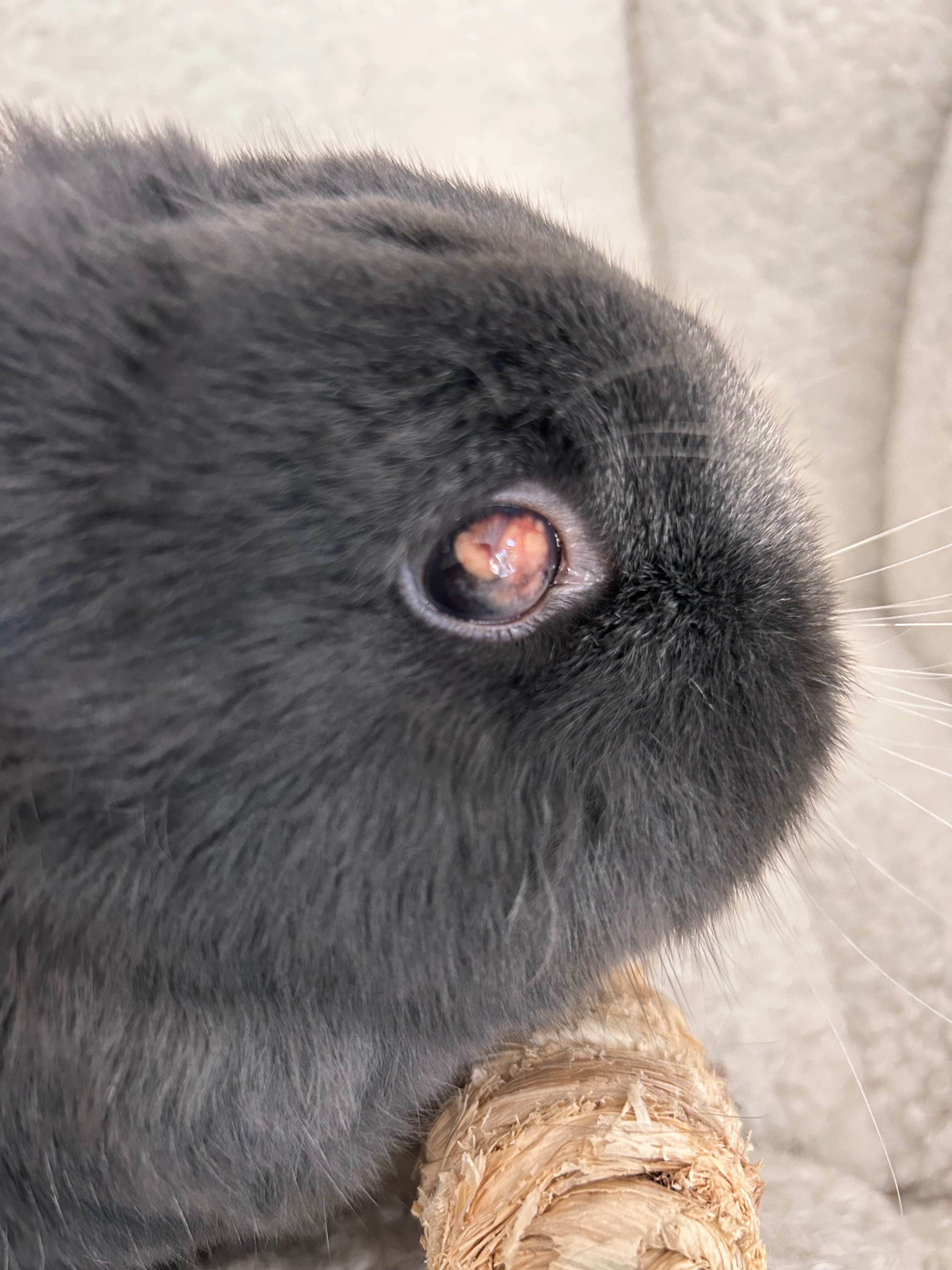 Help Dash the Bunny Get Eye Surgery campaign photo, 6 of 7