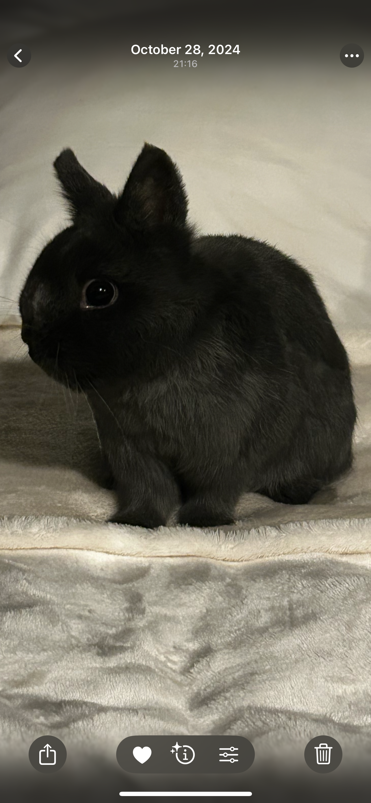 Help Dash the Bunny Get Eye Surgery campaign photo, 2 of 7