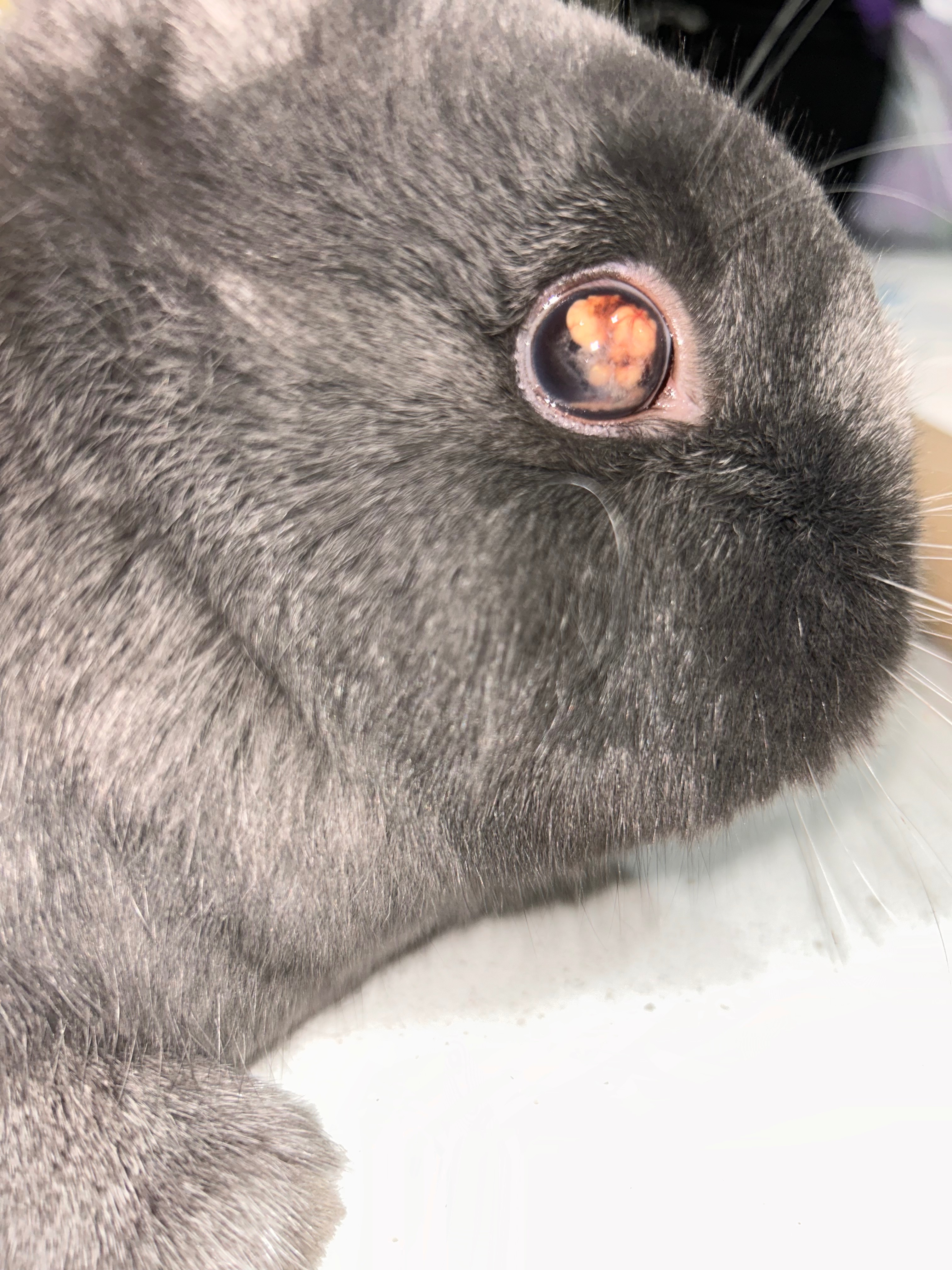 Help Dash the Bunny Get Eye Surgery campaign photo, 4 of 7