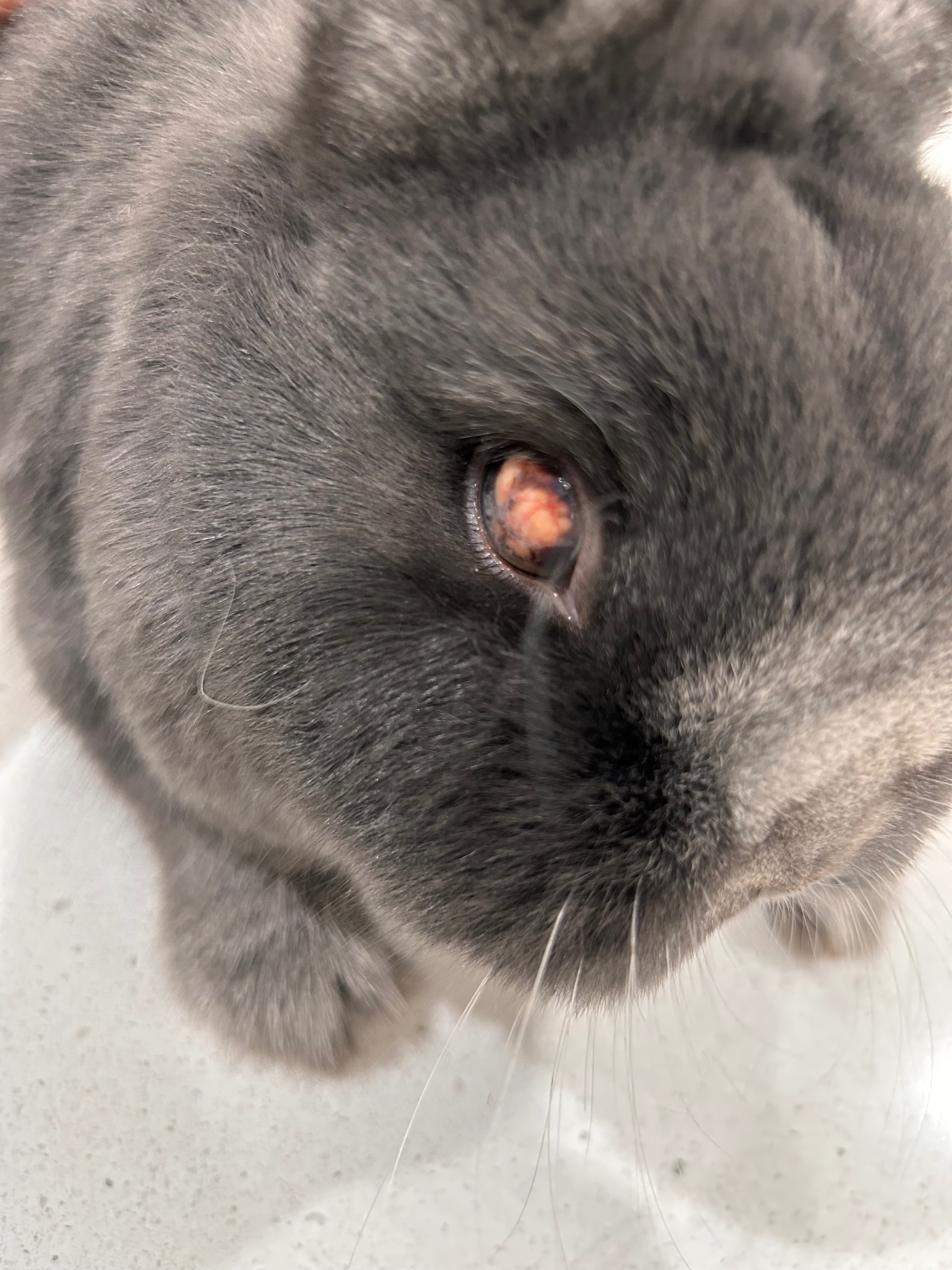 Help Dash the Bunny Get Eye Surgery campaign photo, 5 of 7