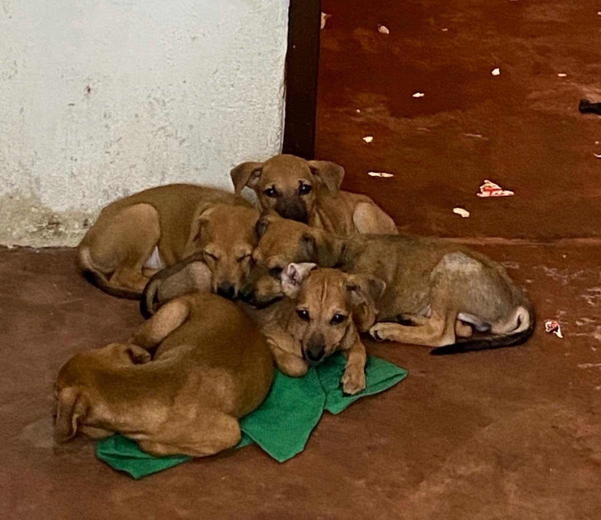 Saving Street Dogs campaign photo, 5 of 8