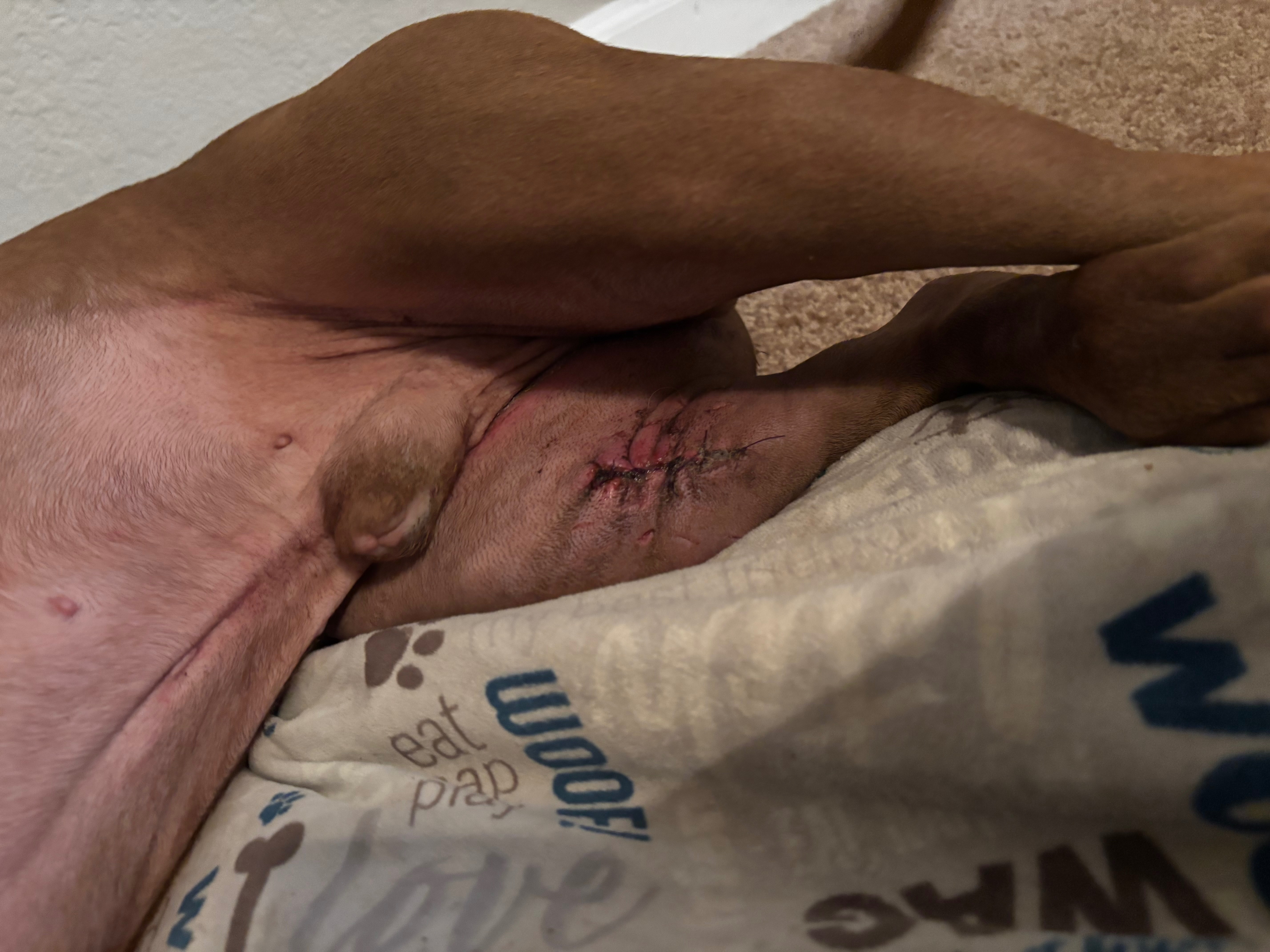 Help Atreus Recover from Tumor Surgery campaign photo, 2 of 7